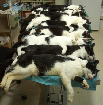 Kastrationspflicht für freilaufende Katzen erweitert