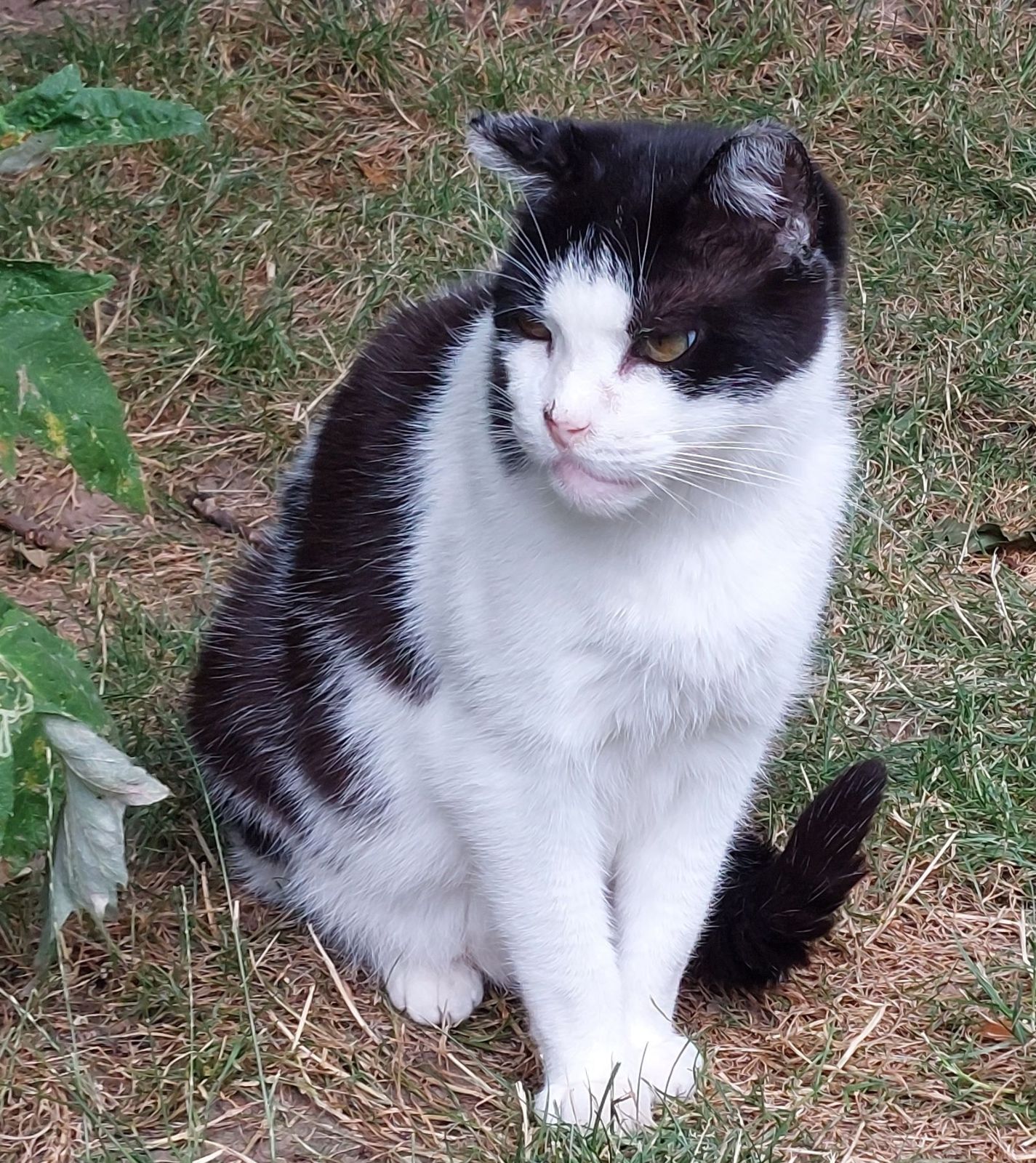 Katzenwiesenkatze Adi