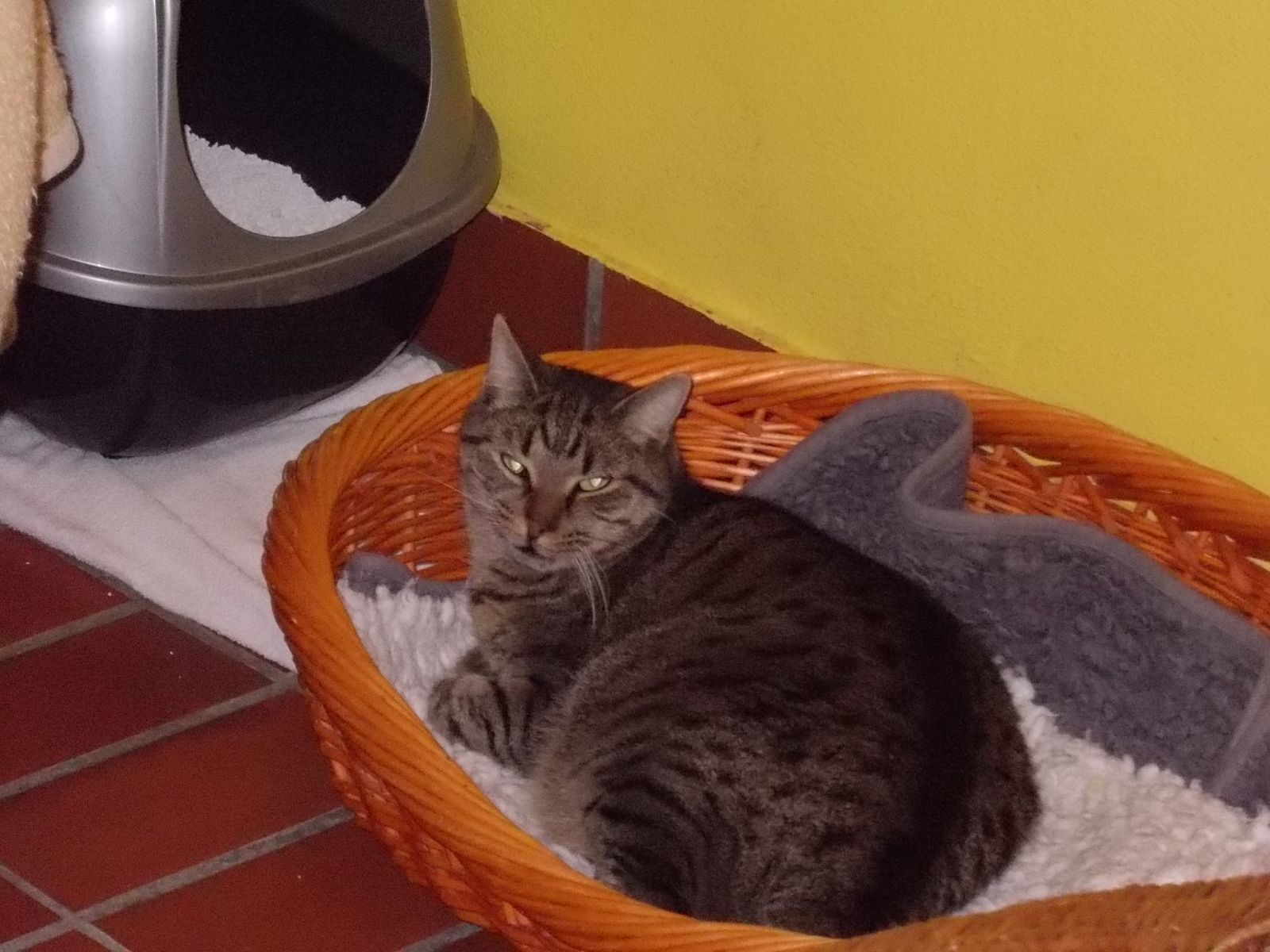 Katzenwiesenkatze Bibo