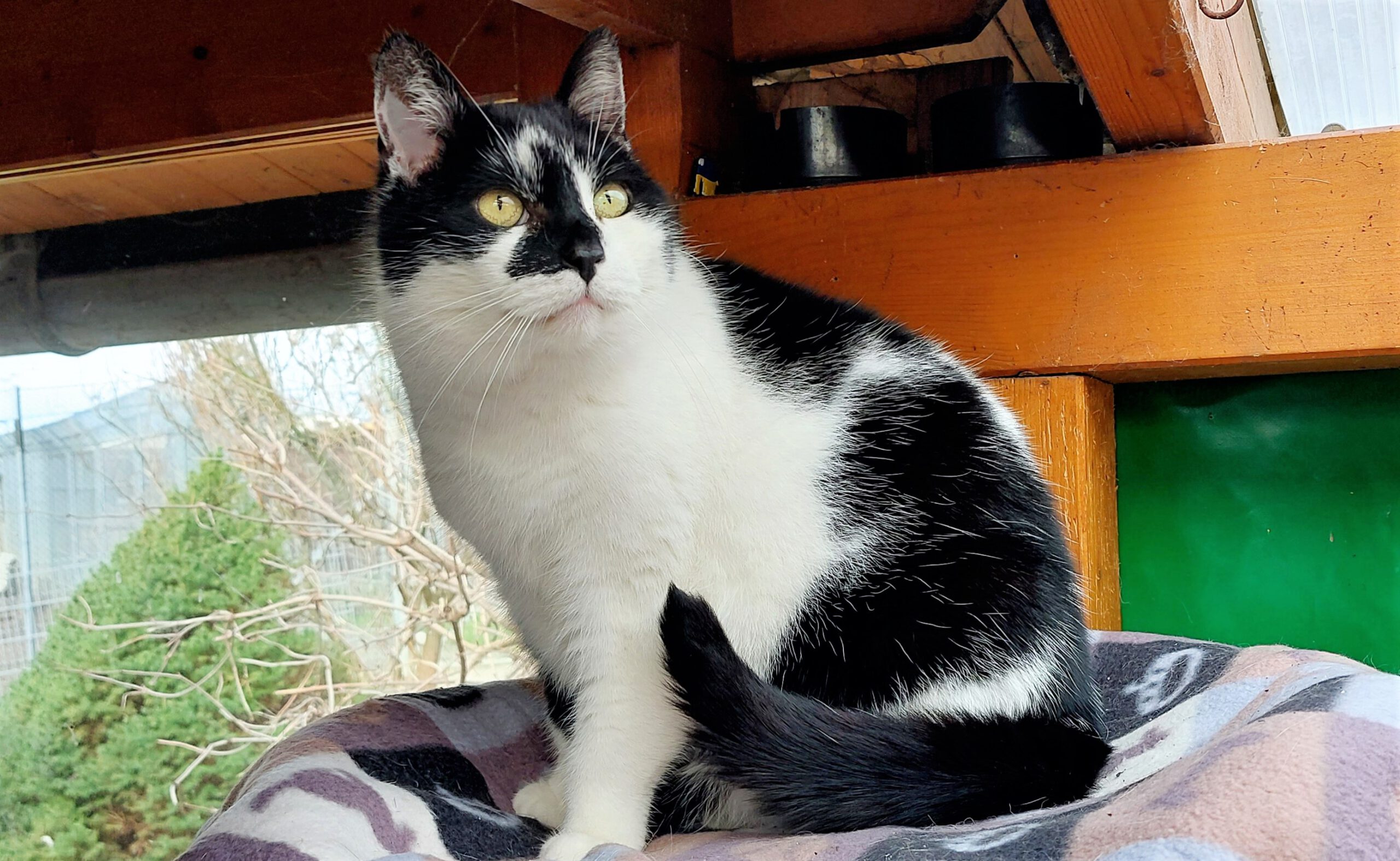 Katzenwiesenkatze Candy