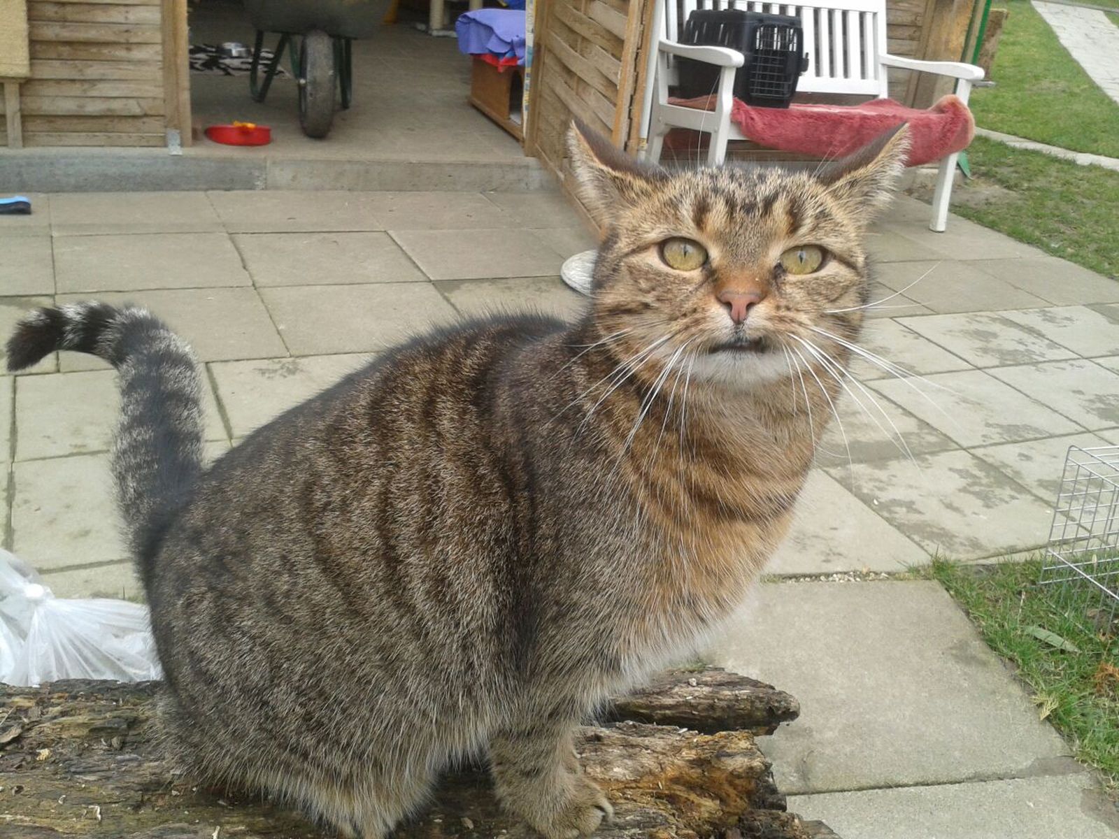 Katzenwiesenkatze Clara