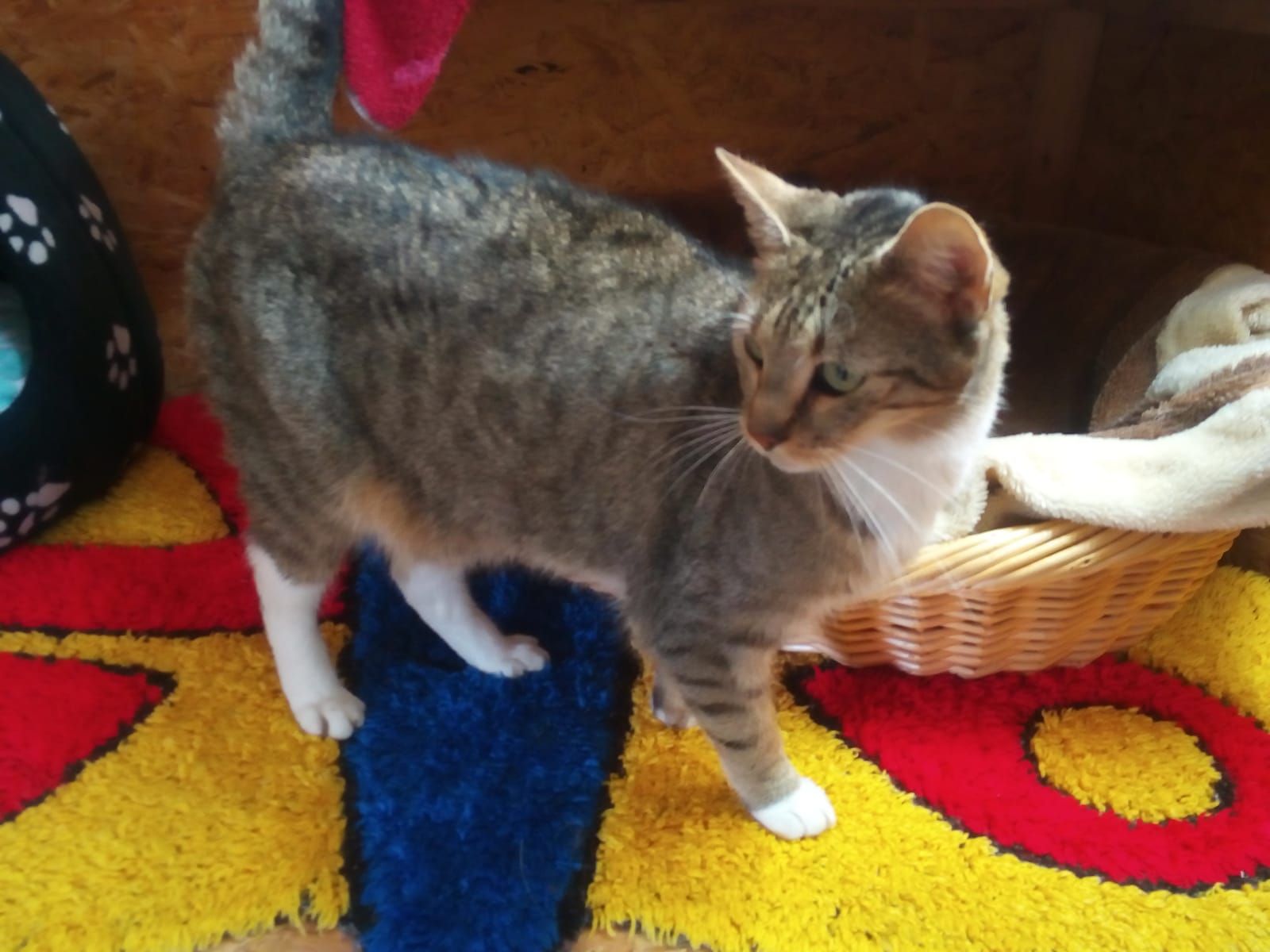 Katzenwiesenkatze Hermine