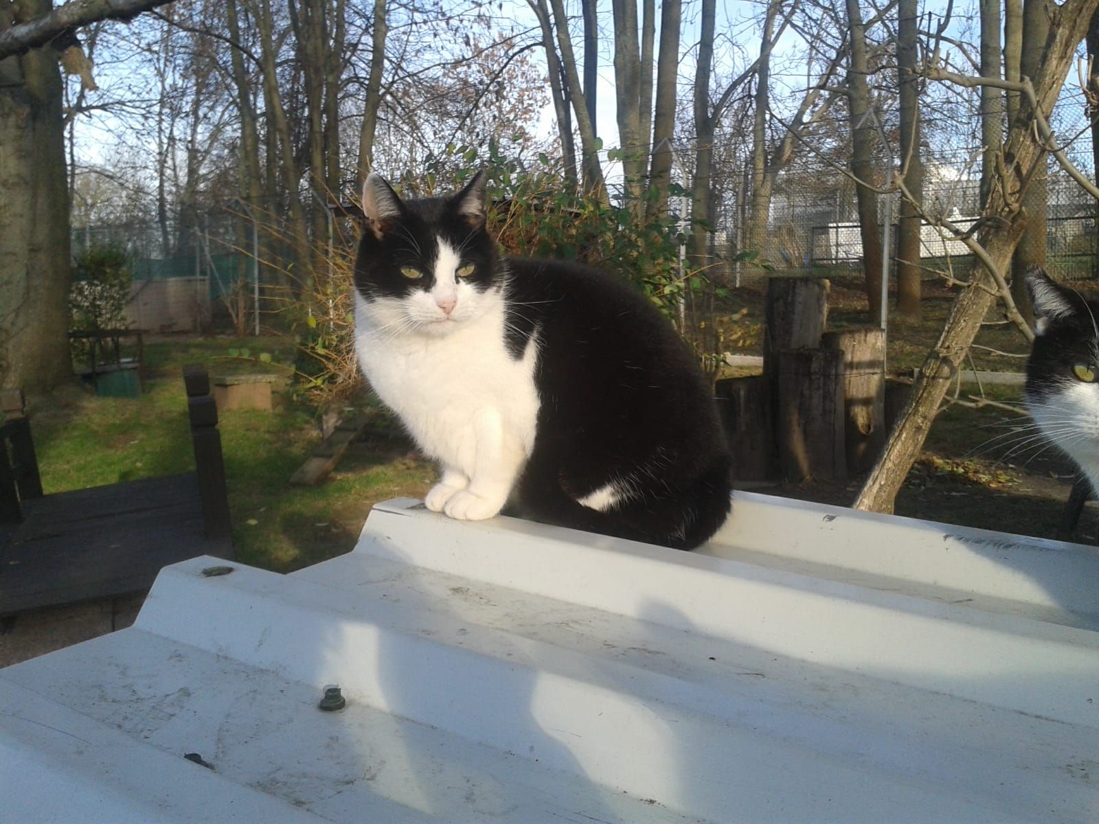 Katzenwiesenkatze Herr Becker