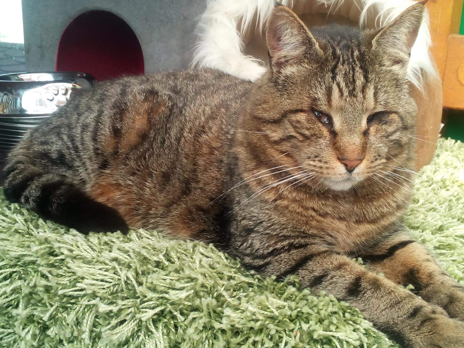 Katzenwiesenkatze Karaman