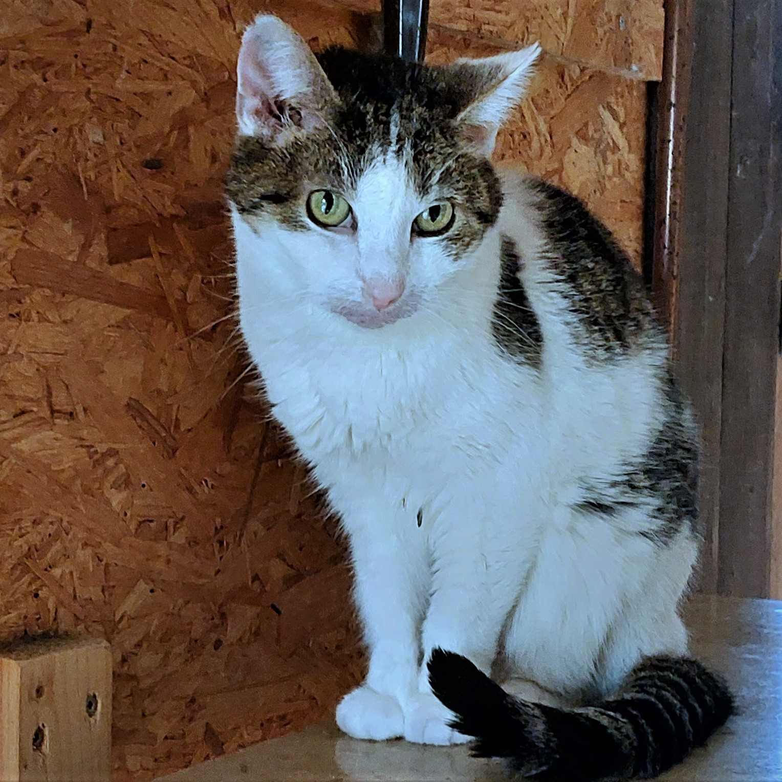 Katzenwiesenkatze Letty