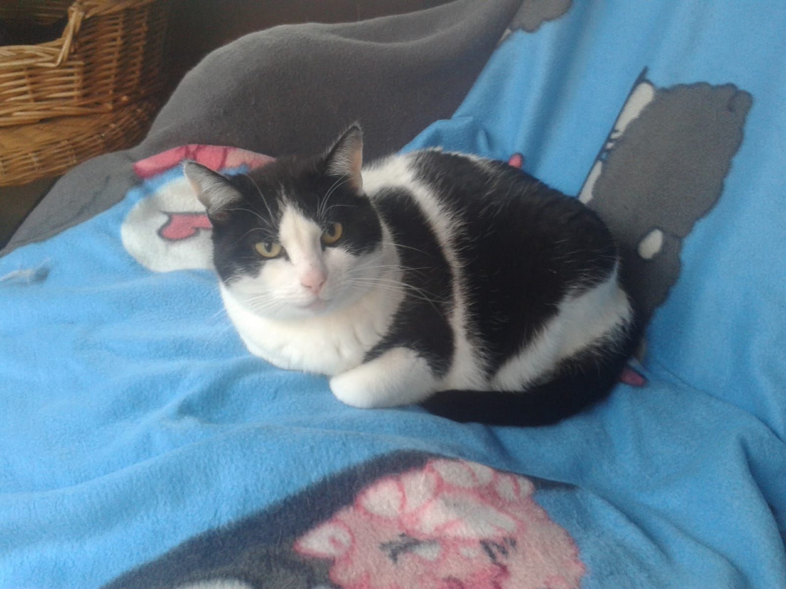 Katzenwiesenkatze Luna