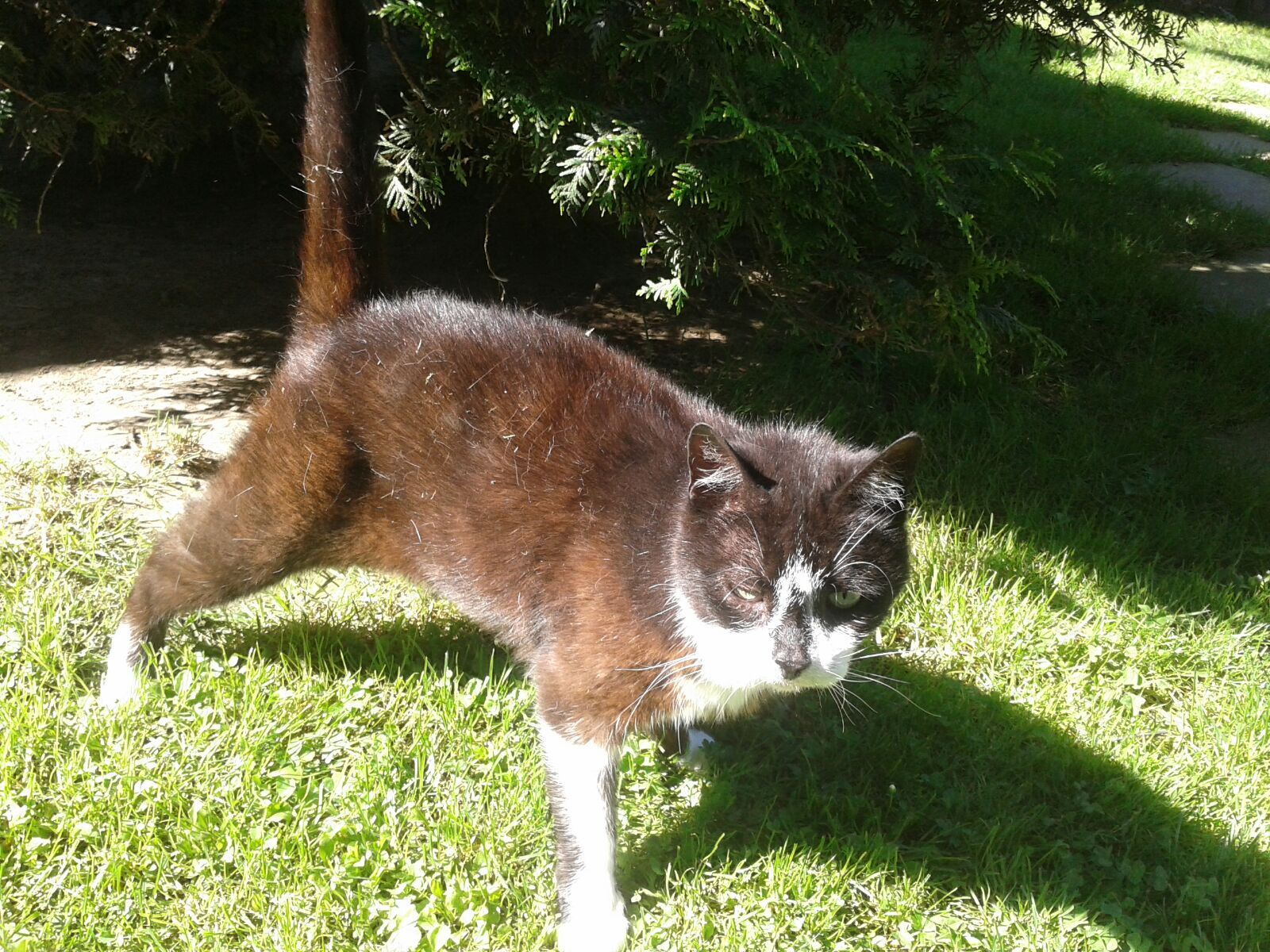 Katzenwiesenkatze Nadira