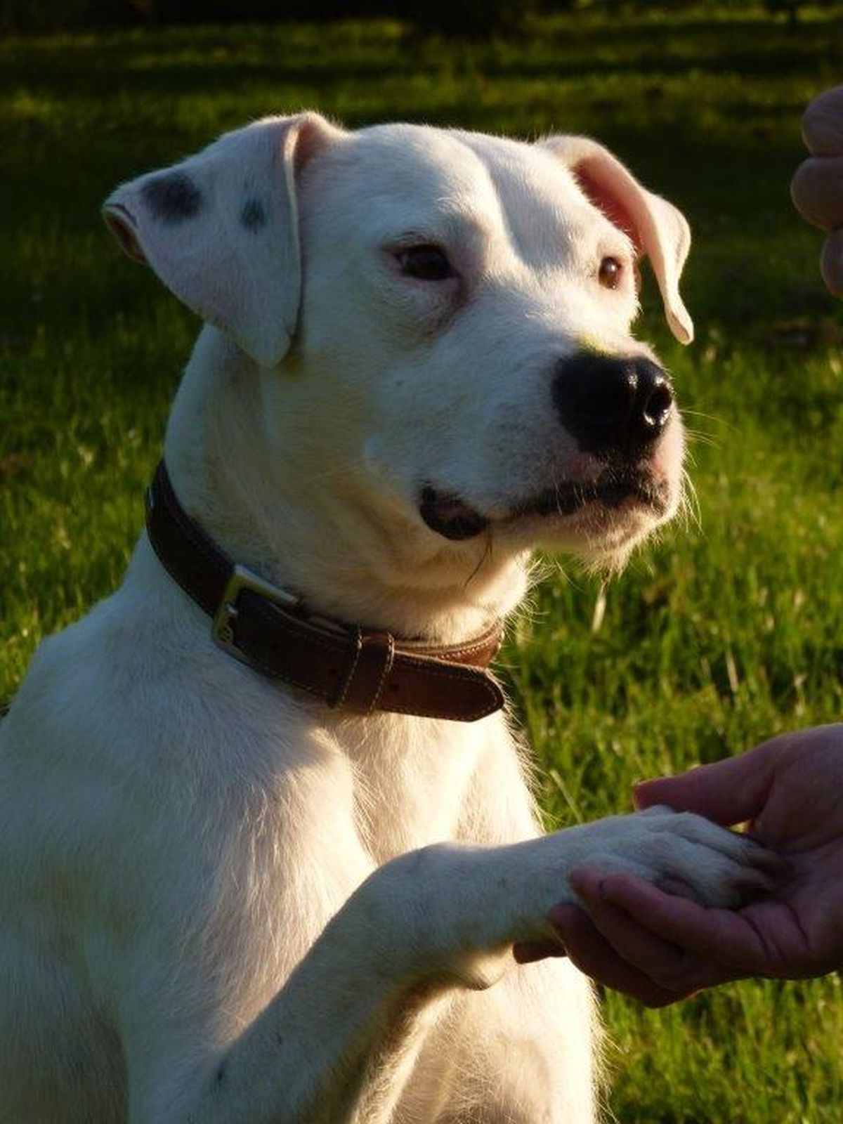 Hund Paul Privatvermittlung