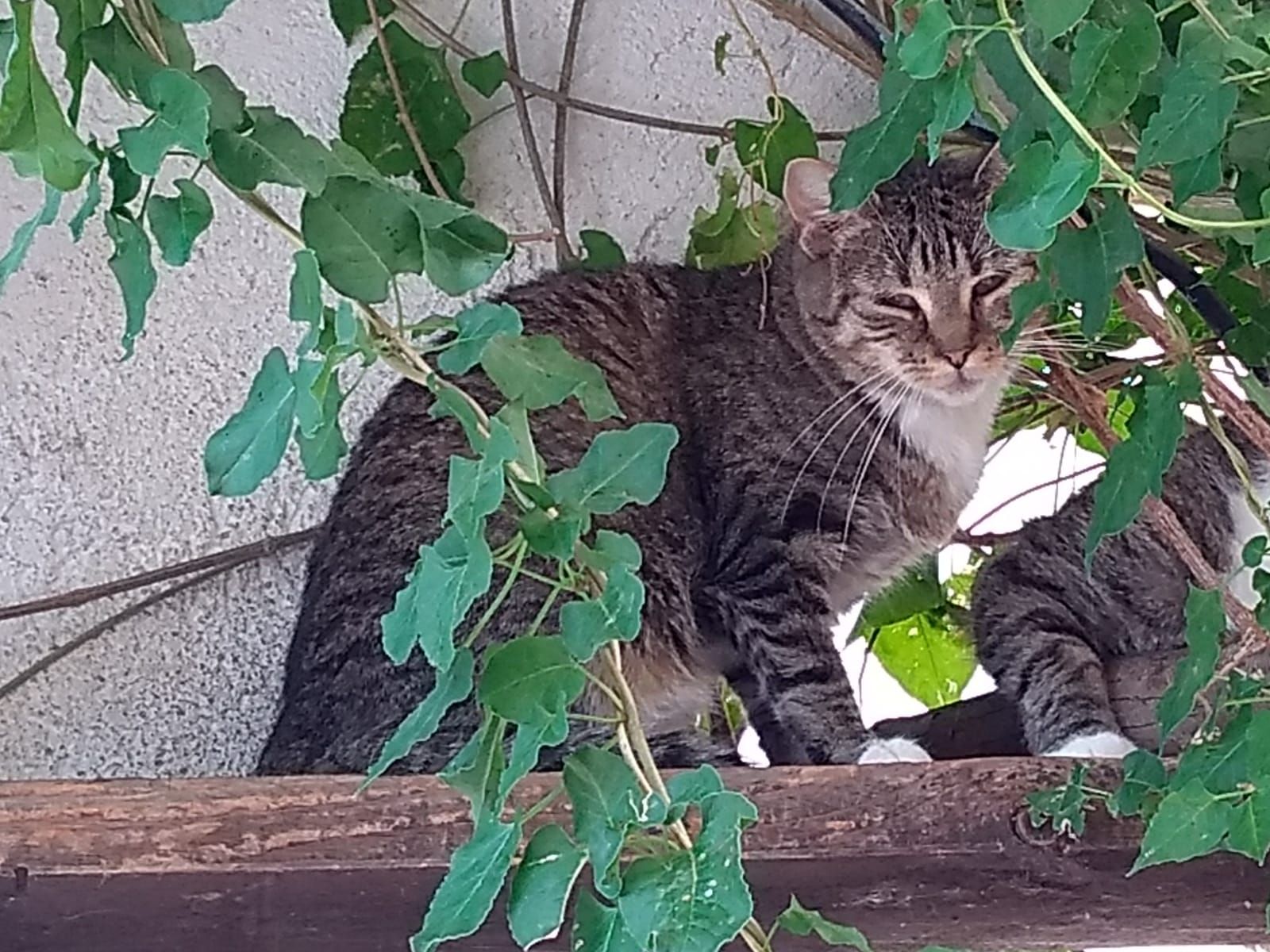 Katzenwiesenkatze Romy