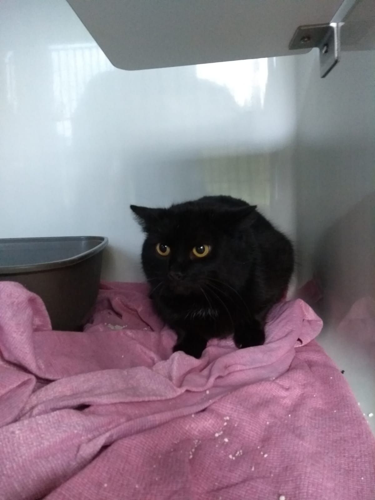 Katzenwiesenkatze Sarah