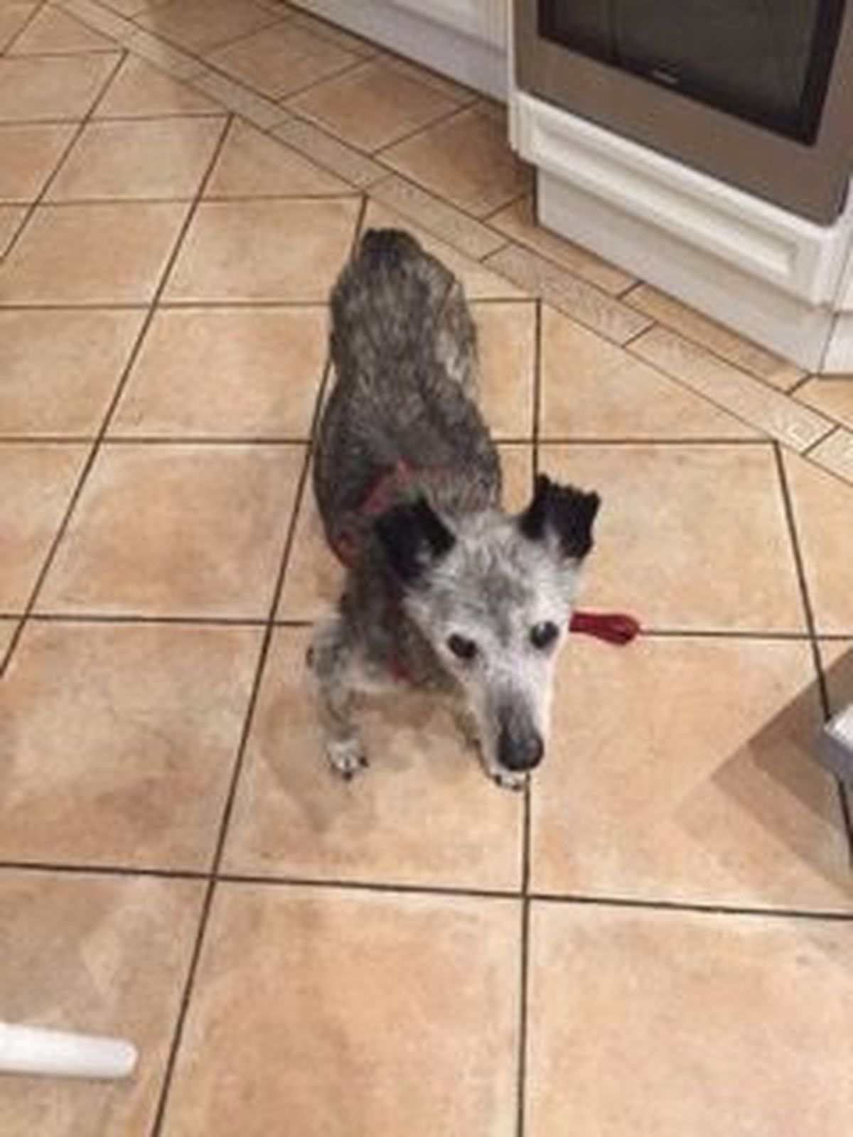 Neues Zuhause – Amigo zeigt sich mit neuer Statur