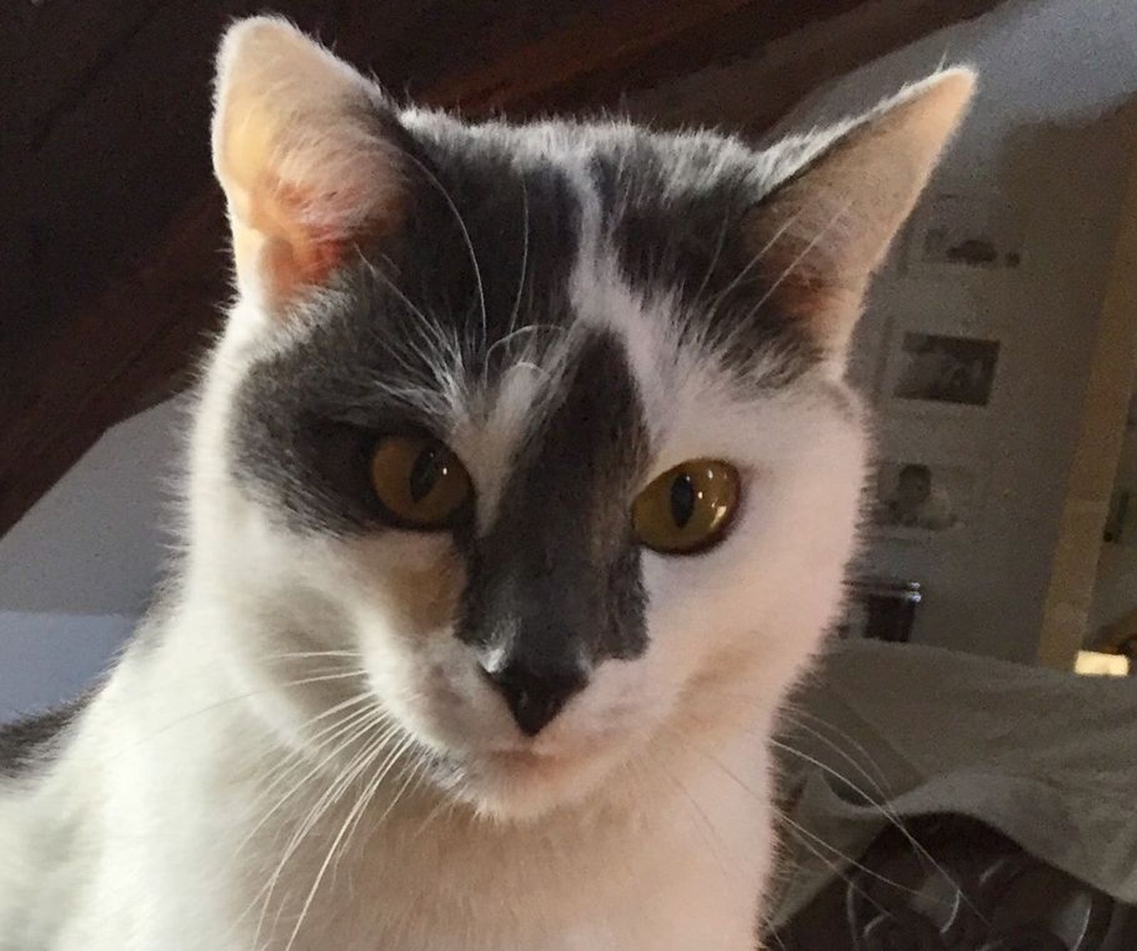 Neues Zuhause – Findus grüßt nach 2 Jahren