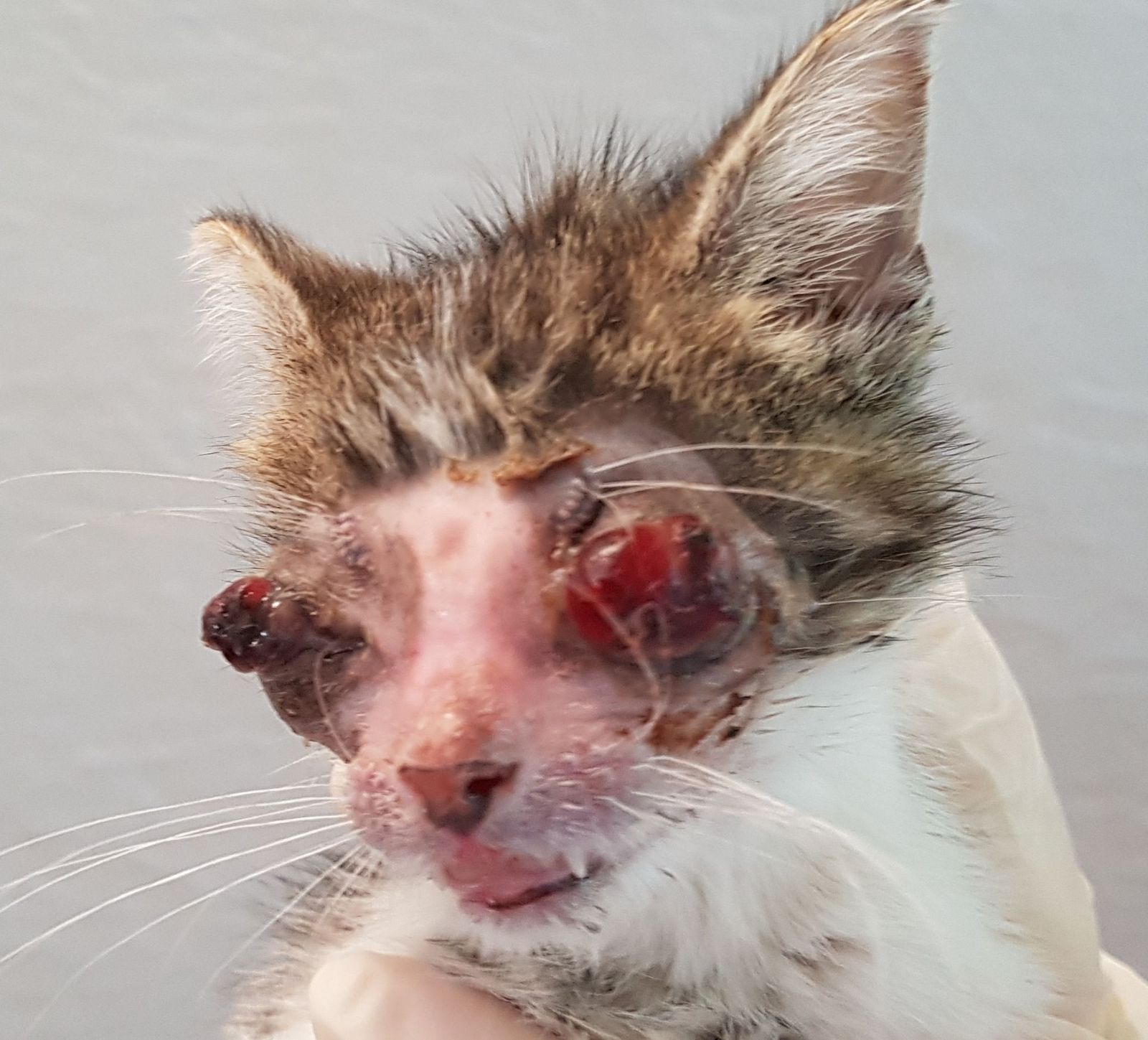 Schreckliches Katzenleid in Rössing