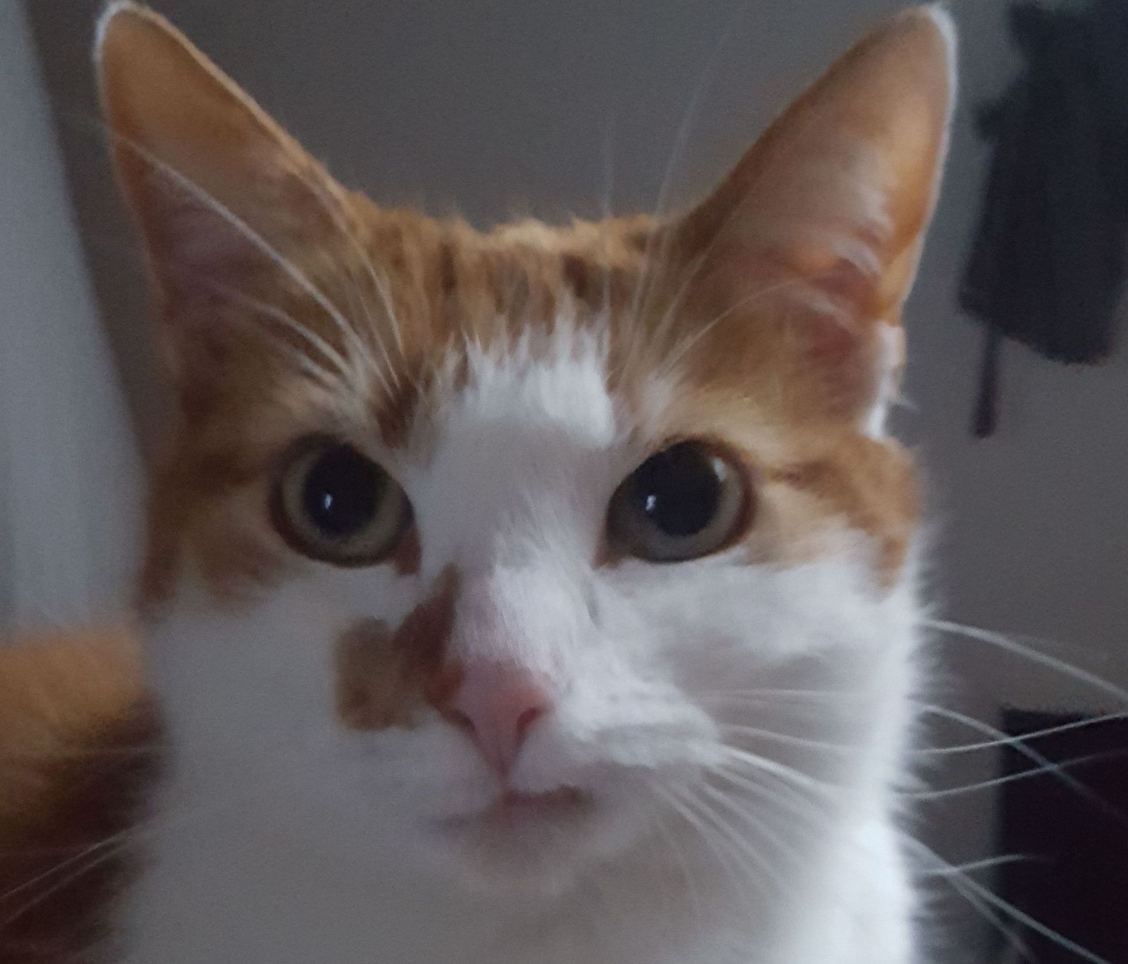 Neues Zuhause – Ruby wünscht einen schönen 1. Mai