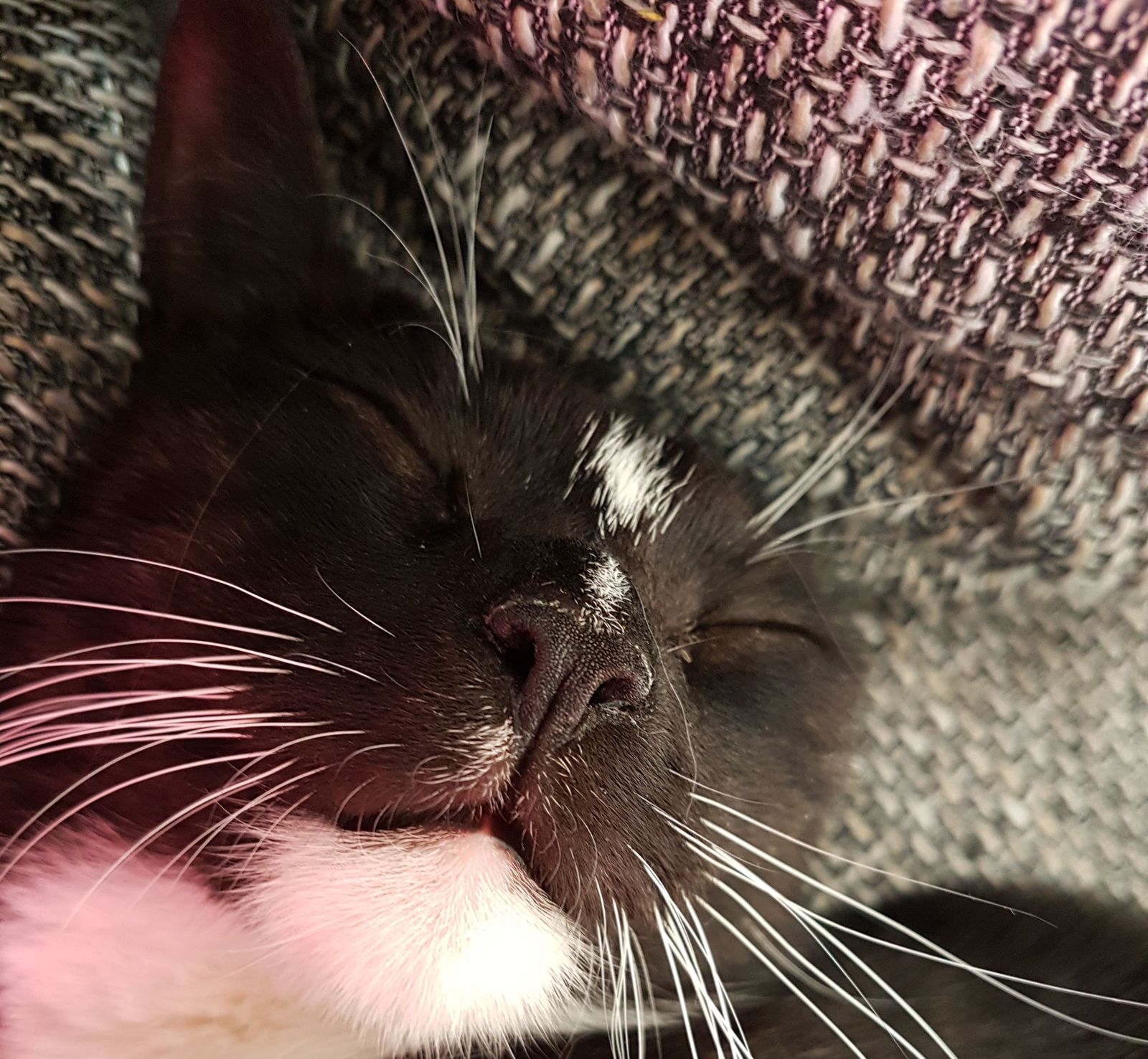 Neues Zuhause – Kater Socke grüßt