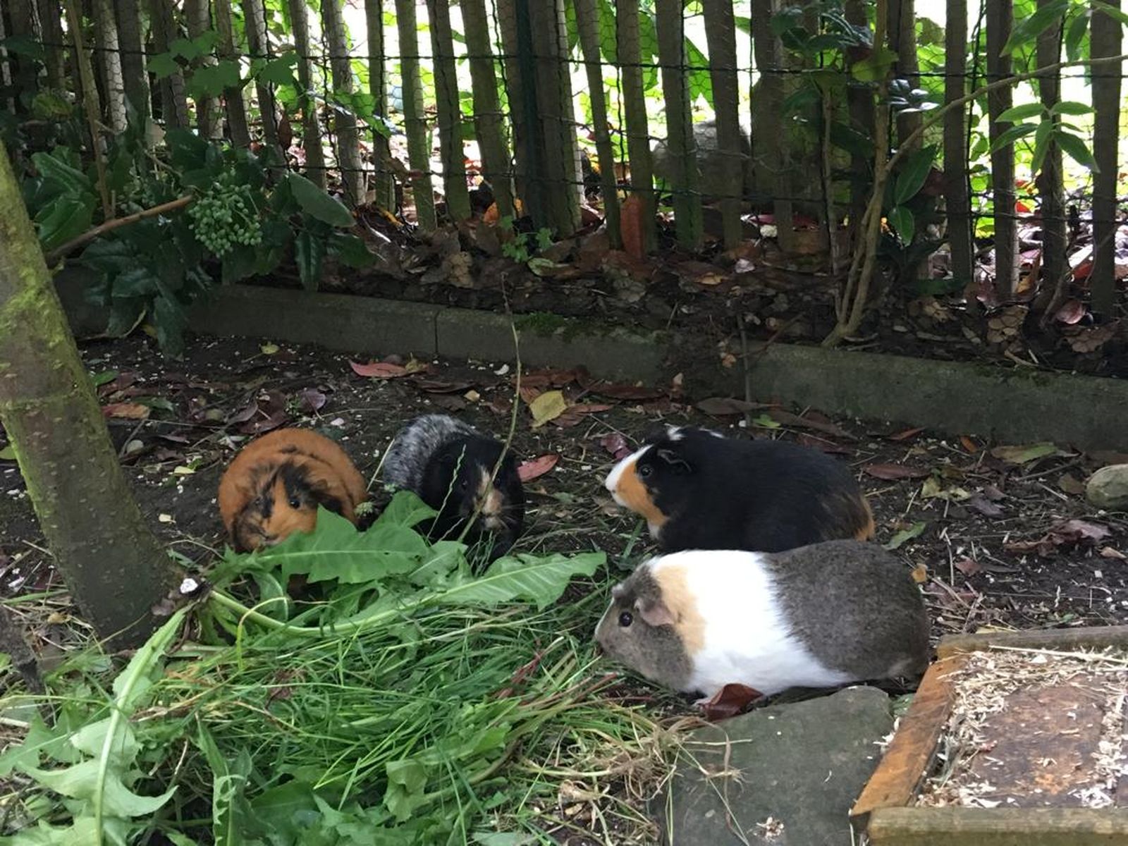 Neues Zuhause – Meerschweinchen Heinrich grüßt