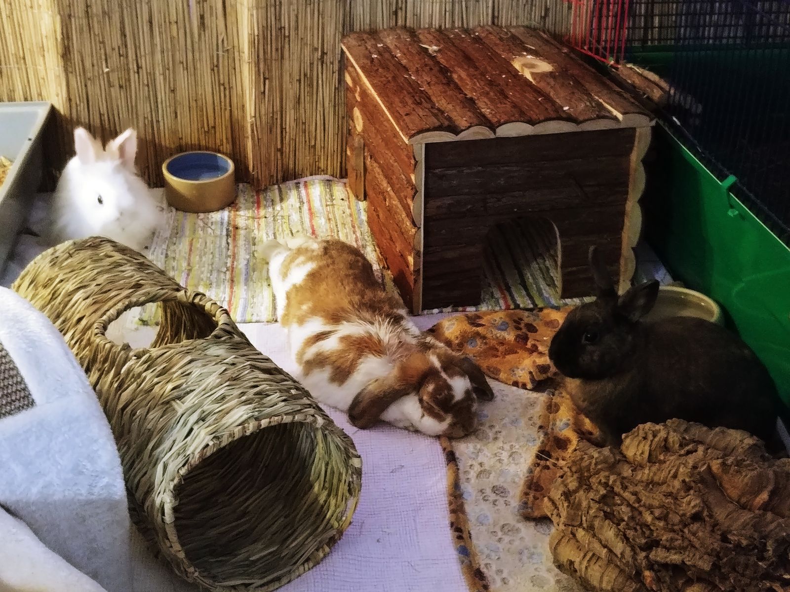 Neues Zuhause – Popeye und Kleinaa grüßen