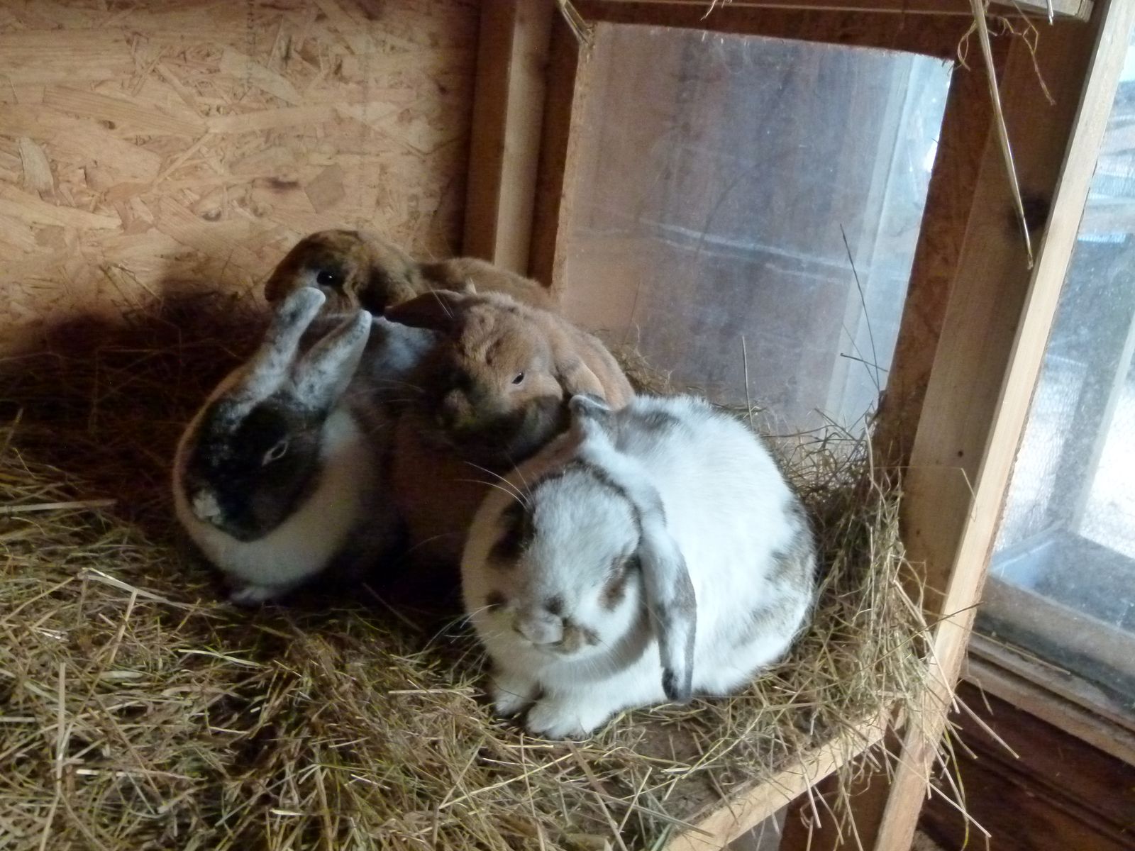 Neues Zuhause – Ole, Lasse, Tamme und Pelle grüßen