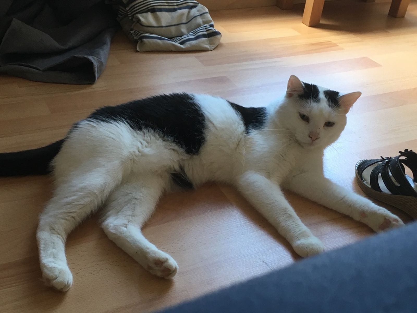 Neues Zuhause – Kater Cookie grüßt