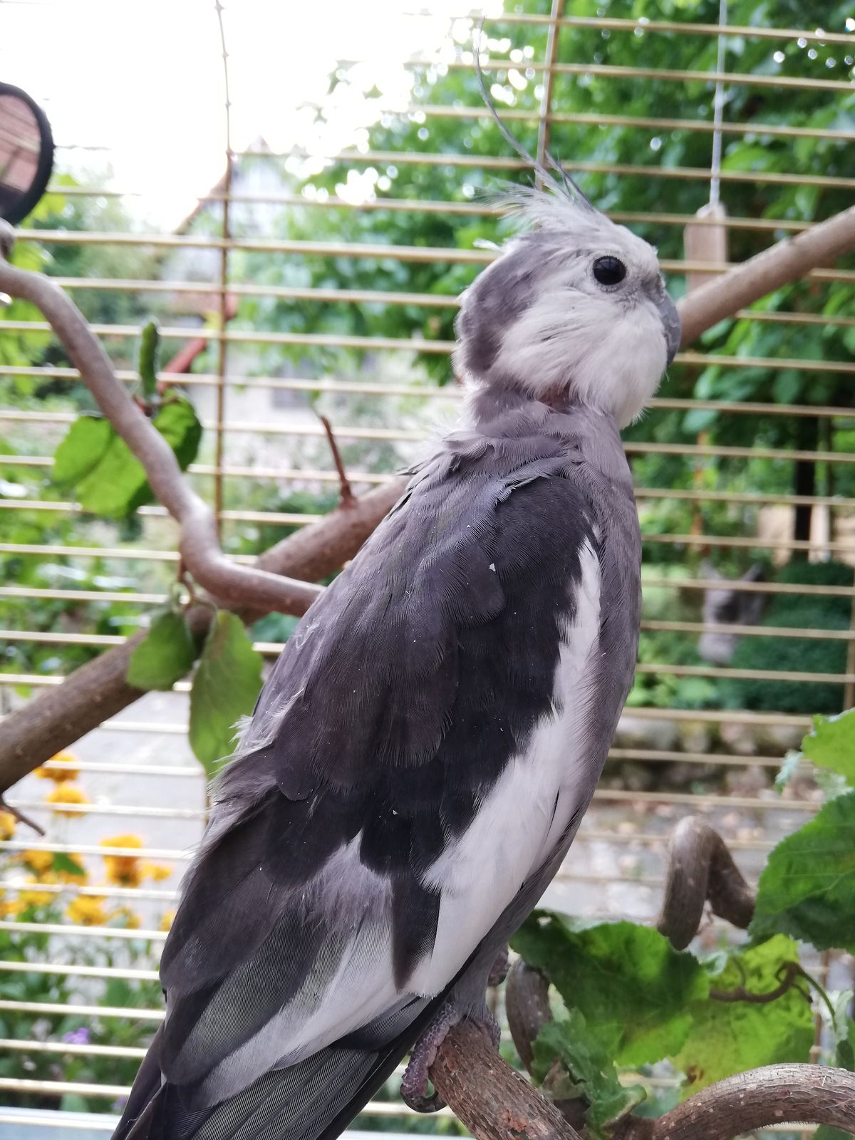 Zugeflogen – Nymphensittich in Hohenhameln