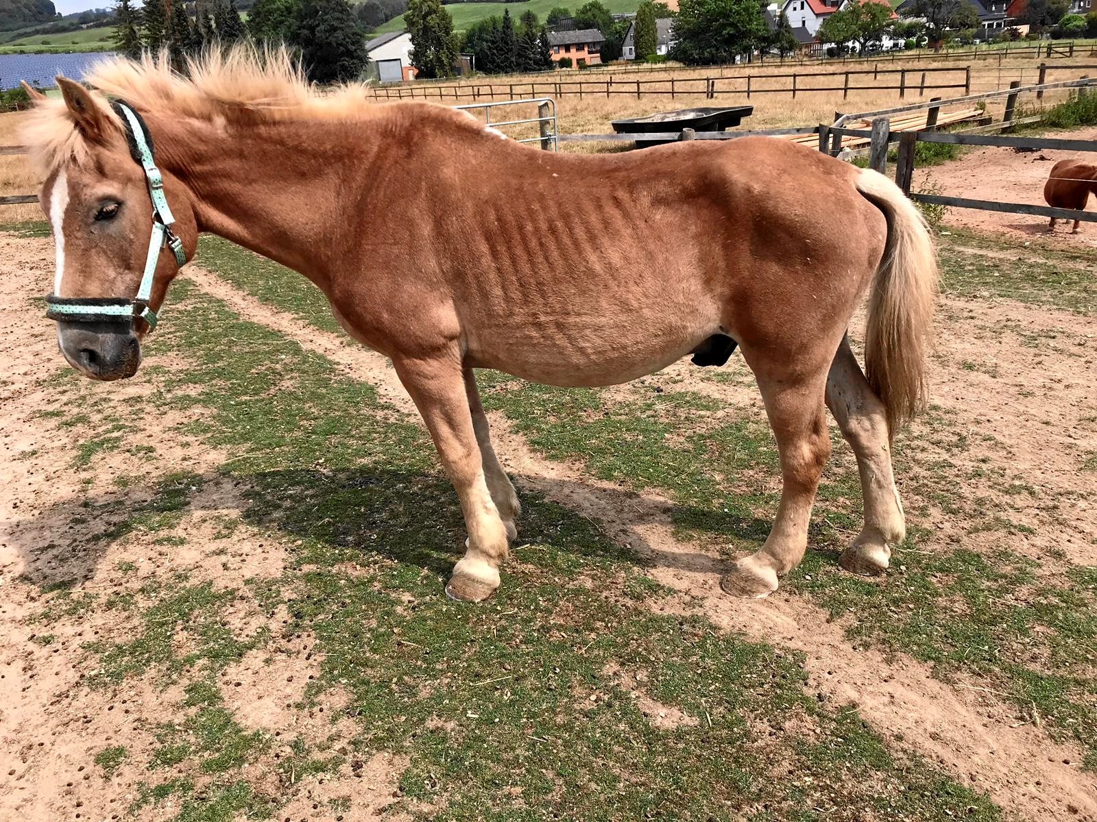 Wer möchte helfen, Nicos liebe Seele zu retten?