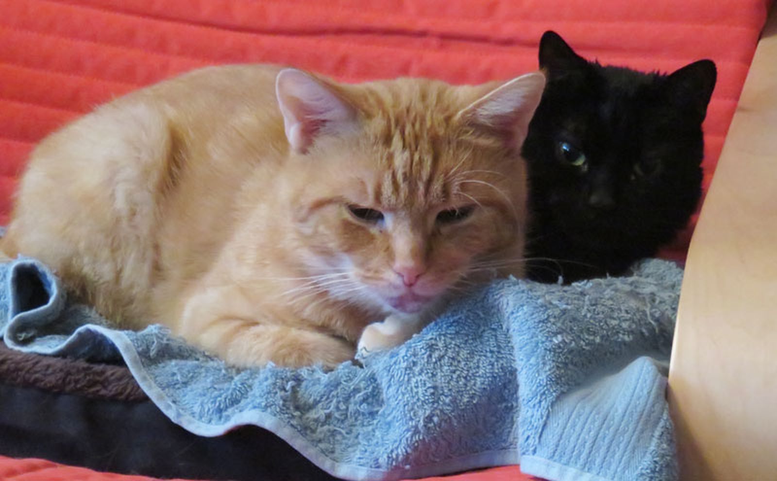 Neues Zuhause – Cooper/Bimbo grüßt