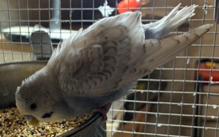 Zugeflogen – Wellensittich