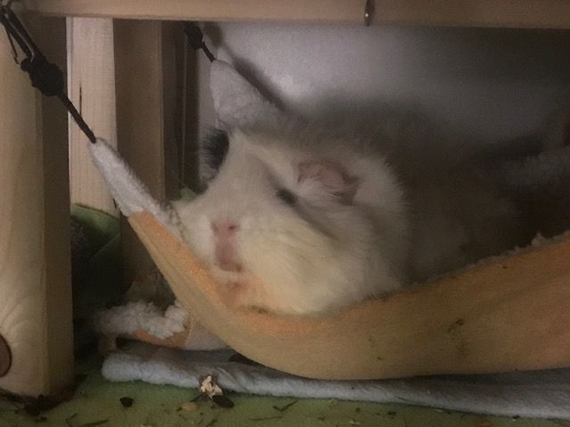 Neues Zuhause – Meerschweinchen Jamie