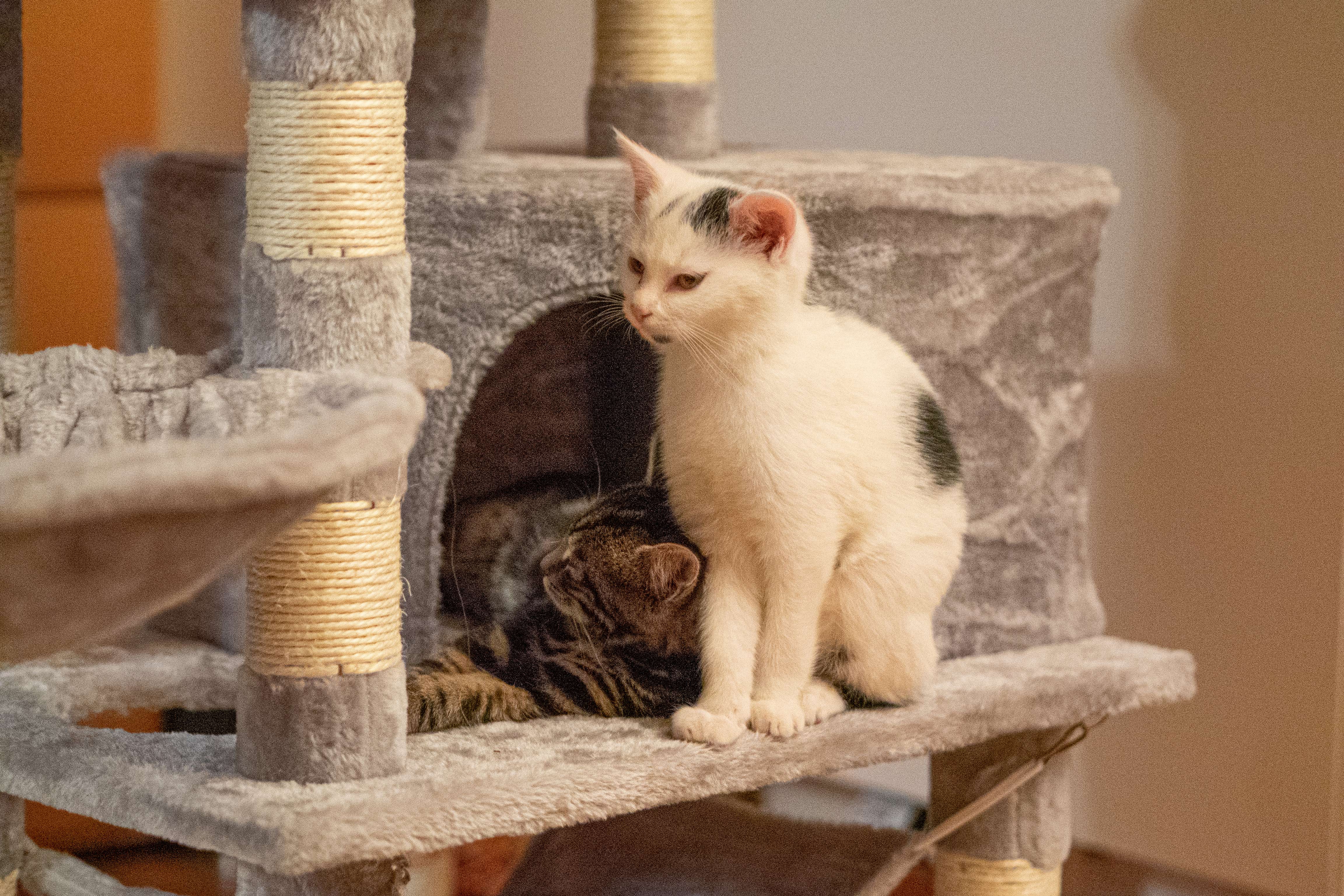 Neues Zuhause – Katzen Angel (Falco) und Devil grüßen