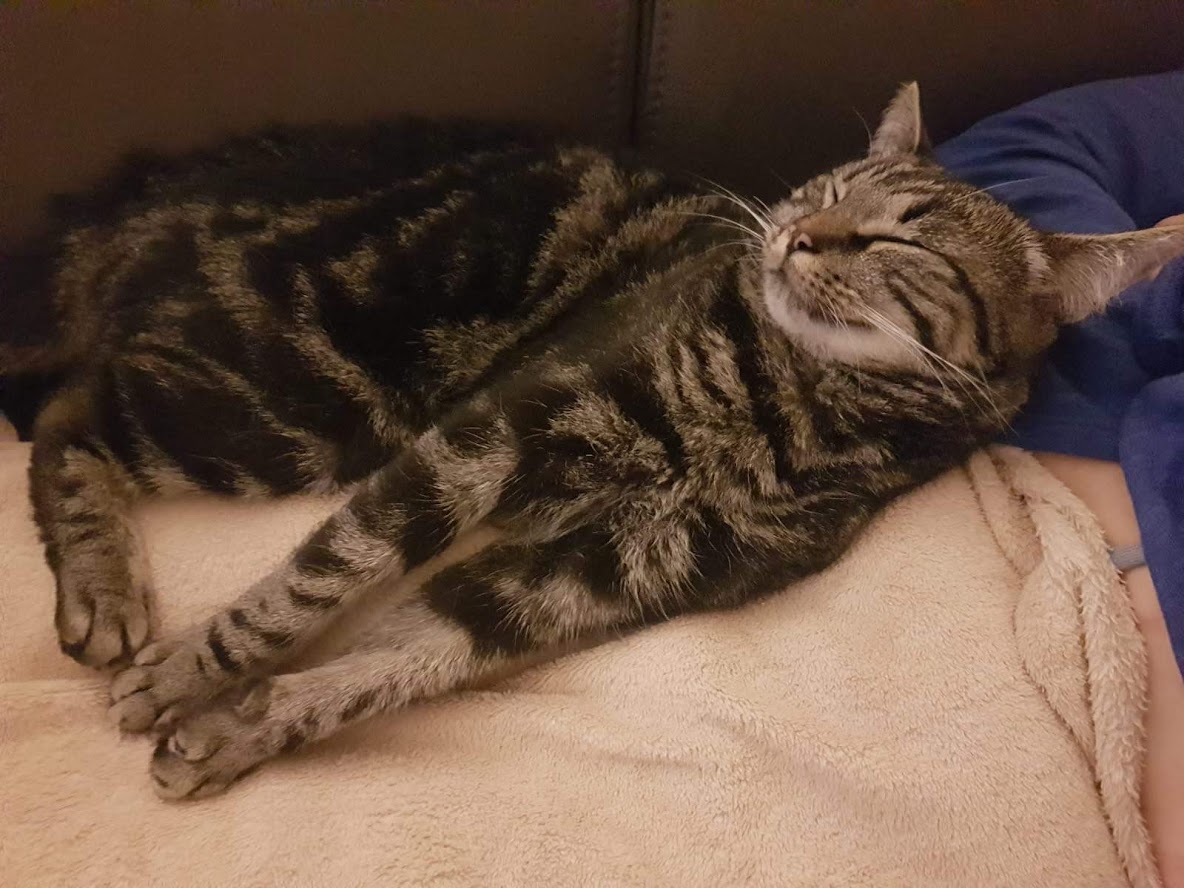 Neues Zuhause – Katze Luna