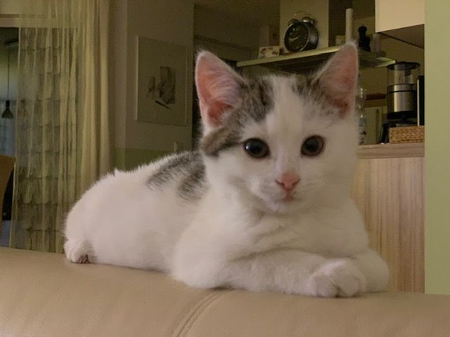 Neues Zuhause – Katzenkinder Sunny und Lissy grüßen