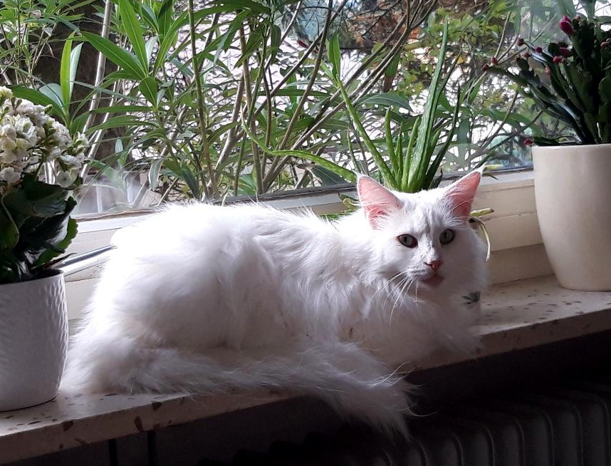 Neues Zuhause – Katze Nana