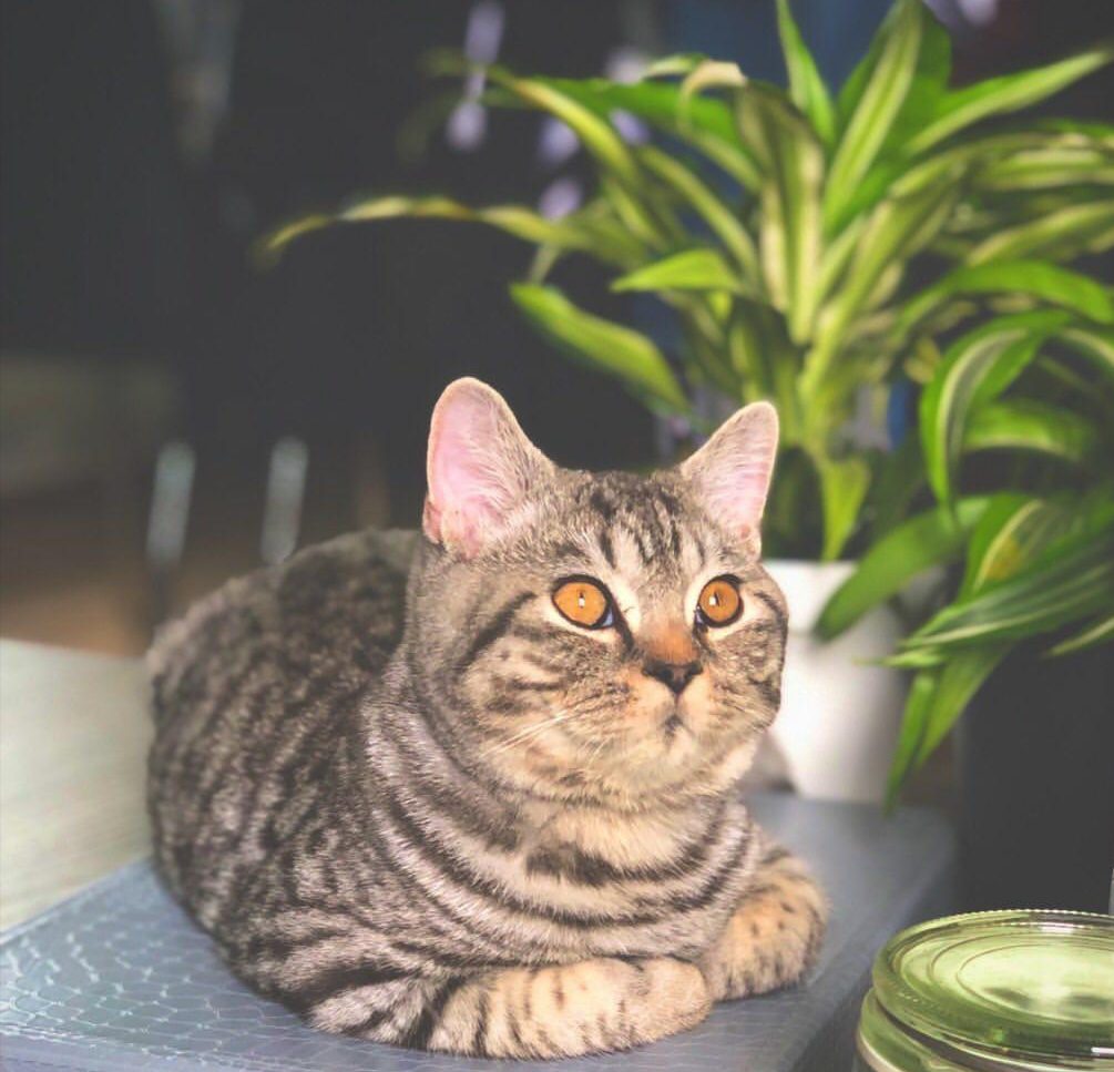 Neues Zuhause – Samtpfoten Cleo und Paul grüßen