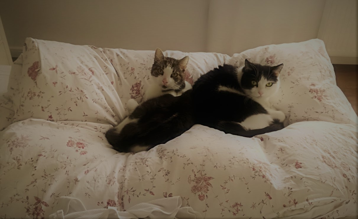 Neues Zuhause – Finchen und Minka grüßen