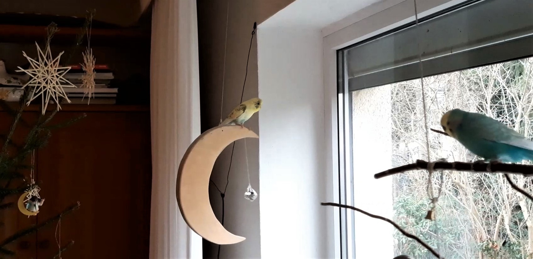 Neues Zuhause – Sittiche Findus und Kalle grüßen zu Neujahr