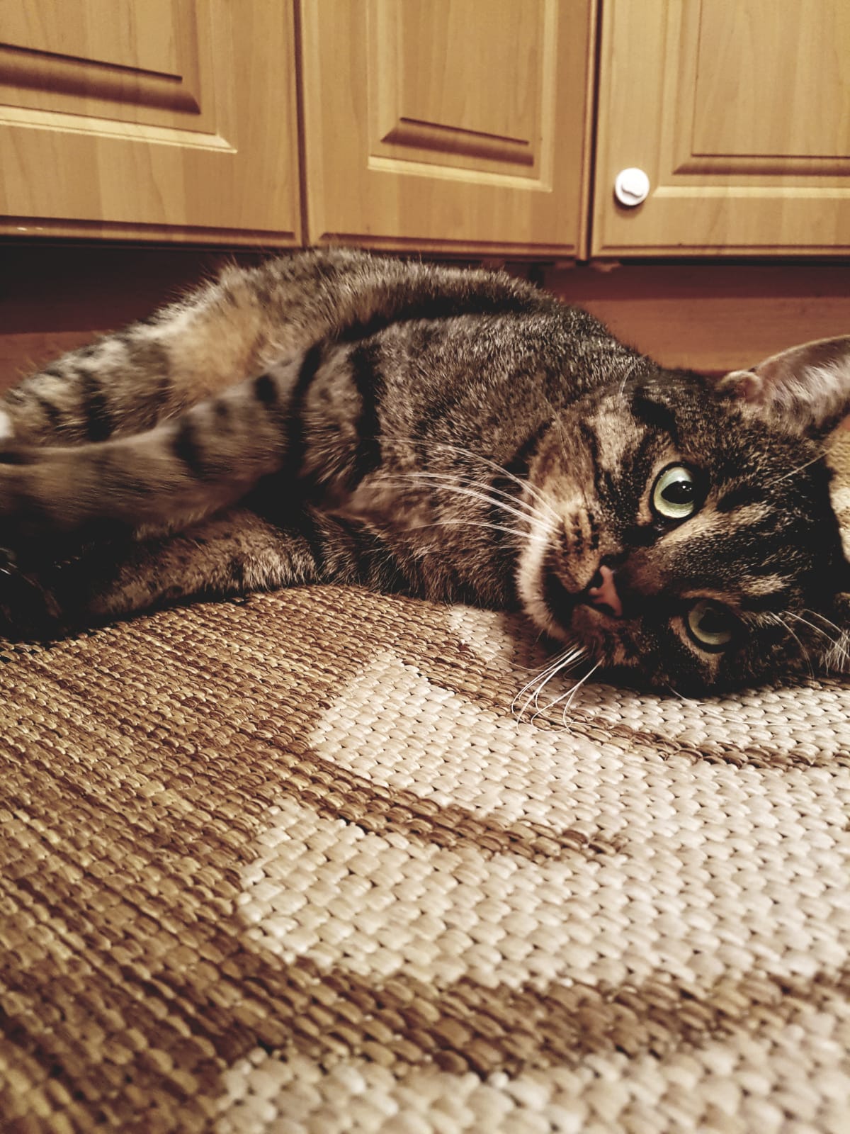 Neues Zuhause – Kater Igor “in action” grüßt zum Advent