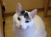 Neues Zuhause – Katze Whiskey grüßt