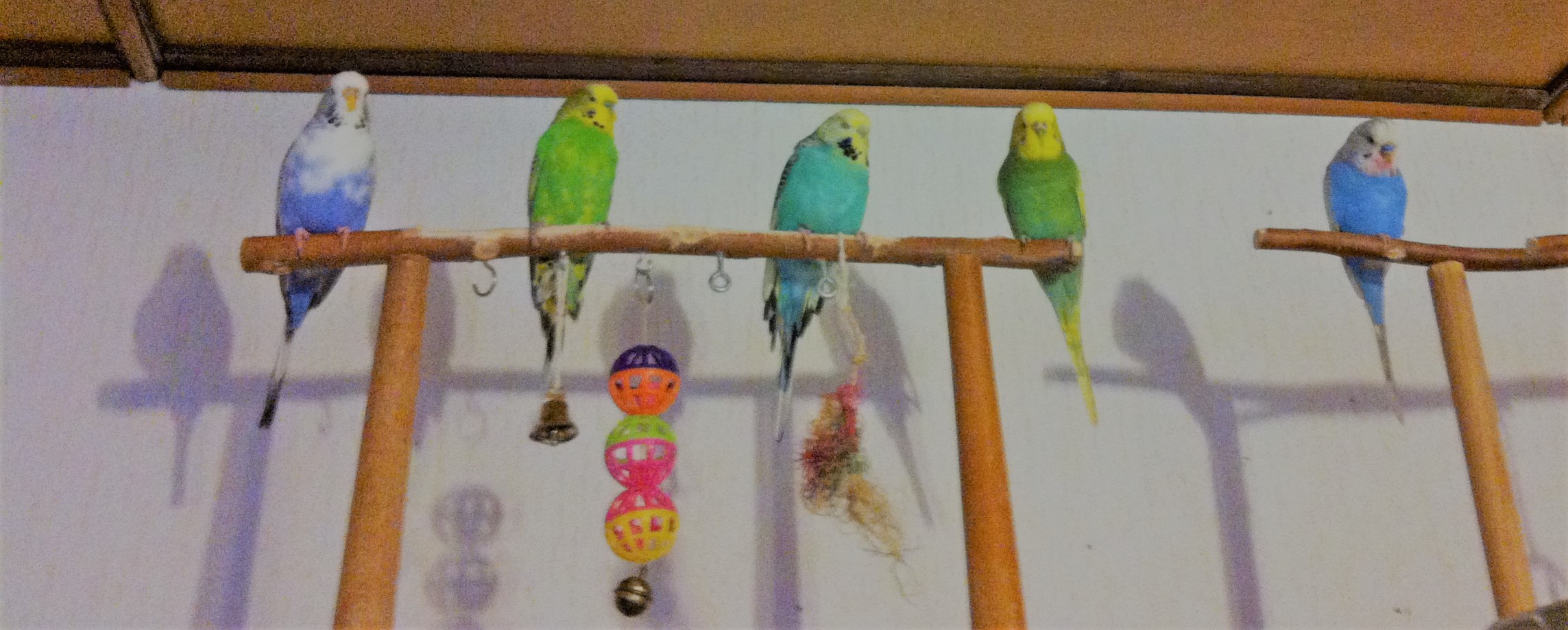 Neues Zuhause – Sittiche Wilma und Blue grüßen