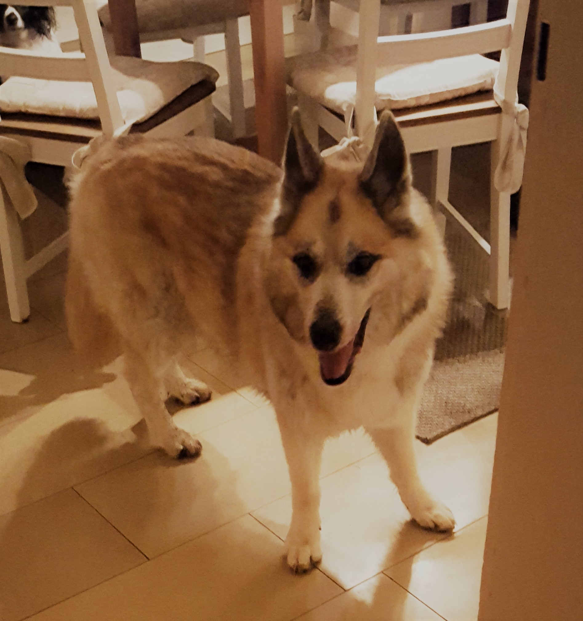 Neues Zuhause – Timba grüßt herzlich zum Neuen Jahr