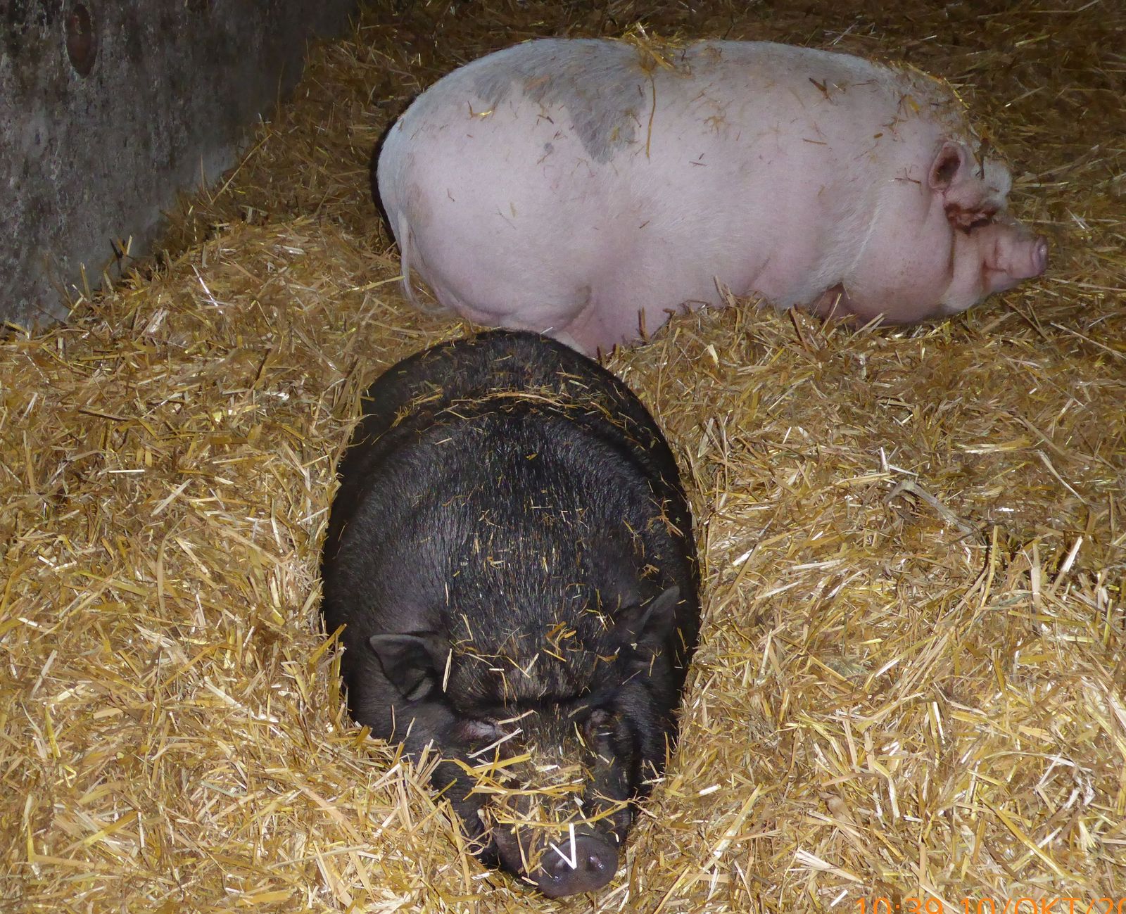 PM des Landestierschutzverbandes