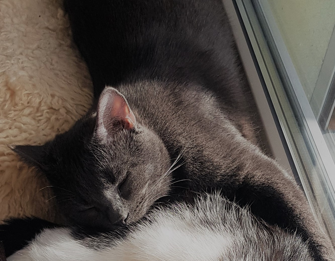 Neues Zuhause – Kater Ash grüßt