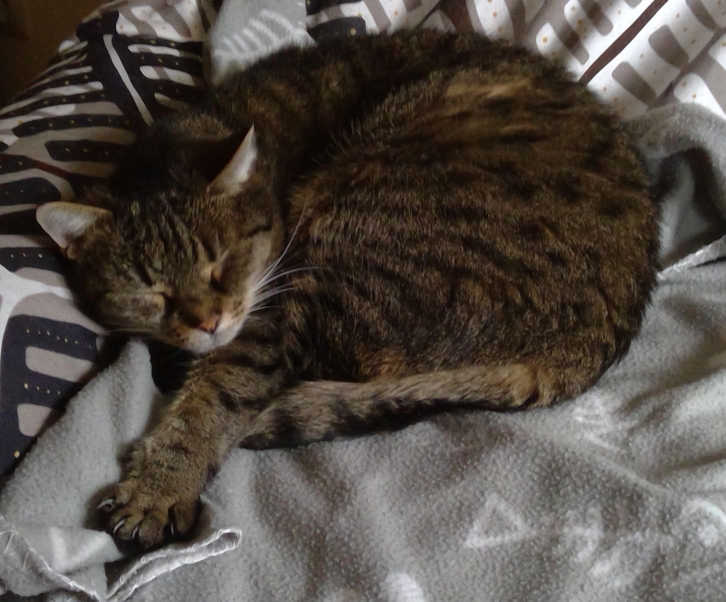 Neues Zuhause – Katze Berta grüßt