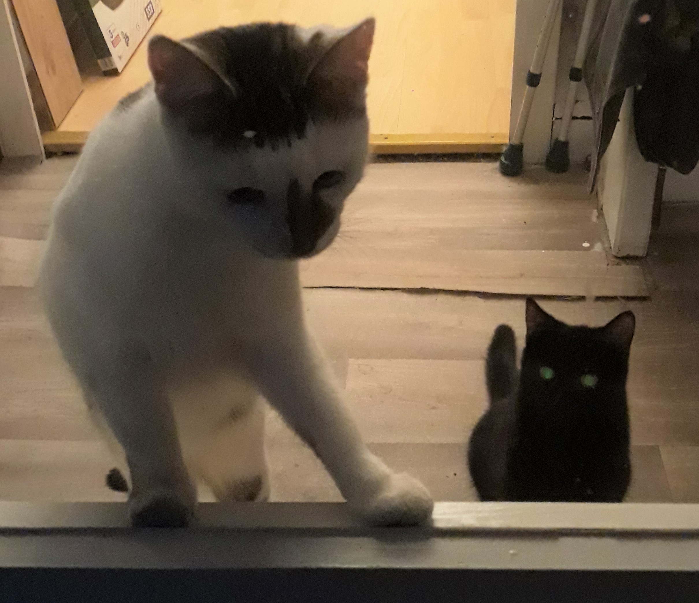 Neues Zuhause – Samtpfoten John und Prinz grüßen