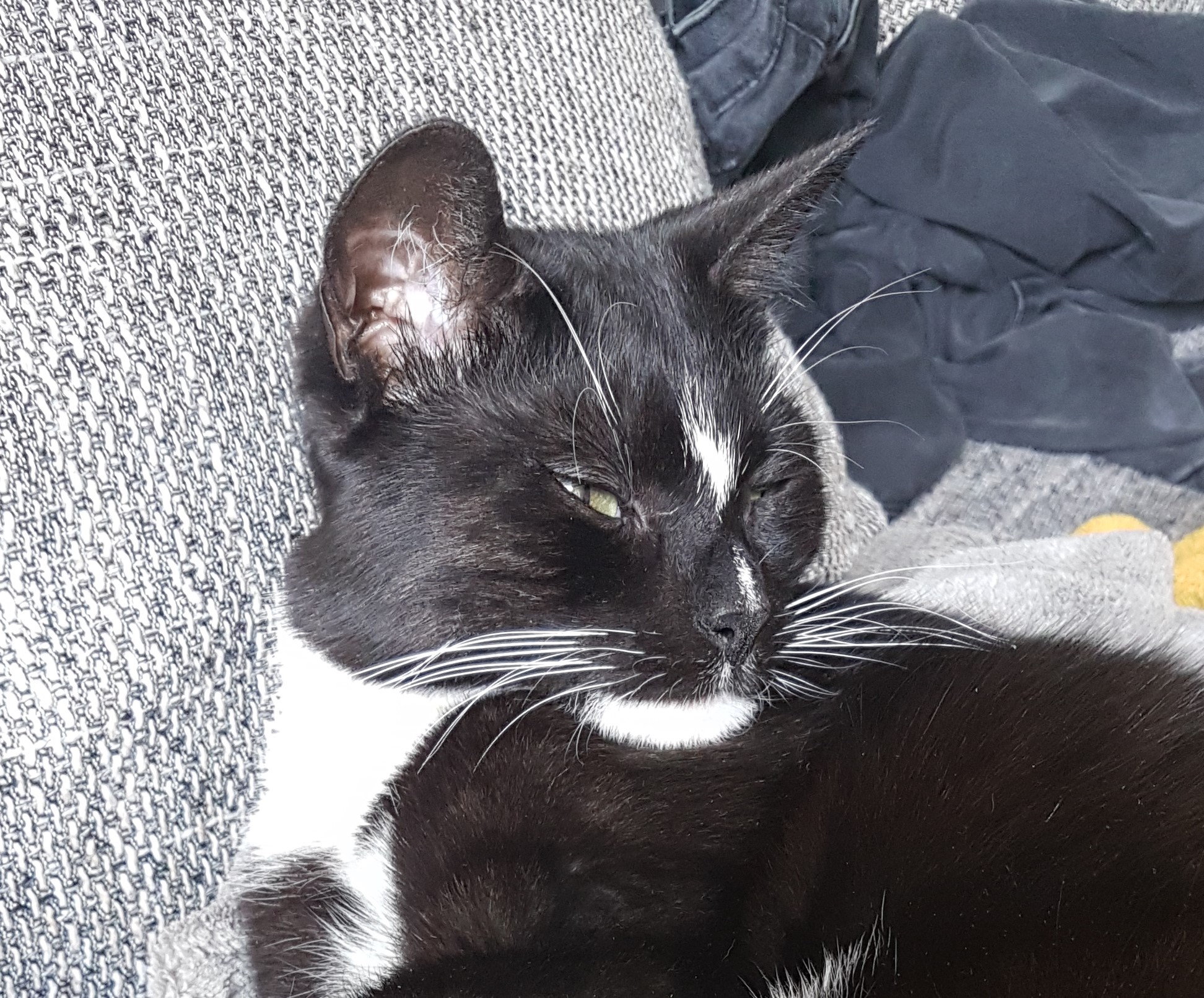 Neues Zuhause – Kater Socke grüßt