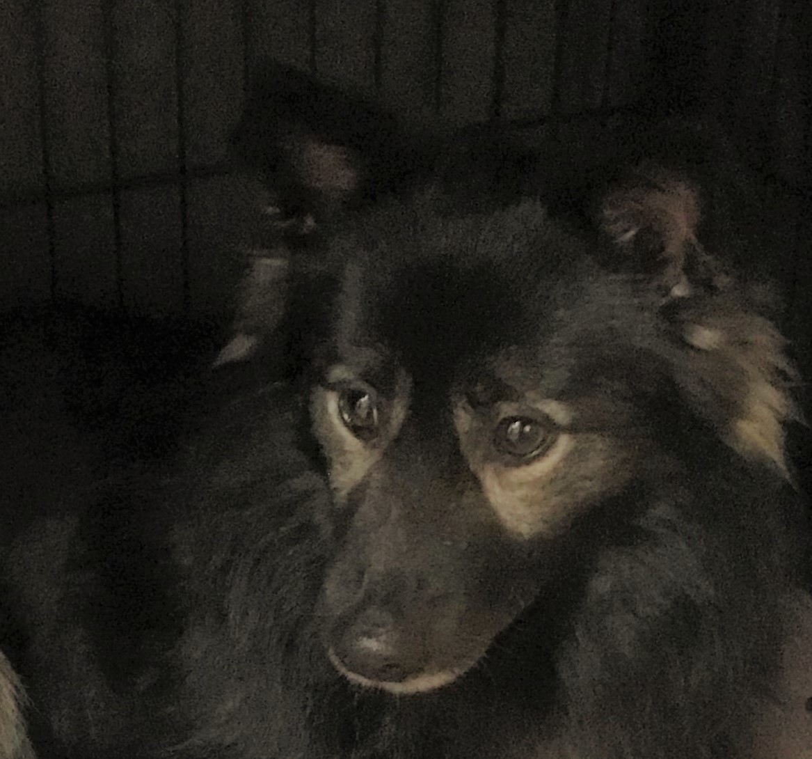 Neues Zuhause – Timmy grüßt