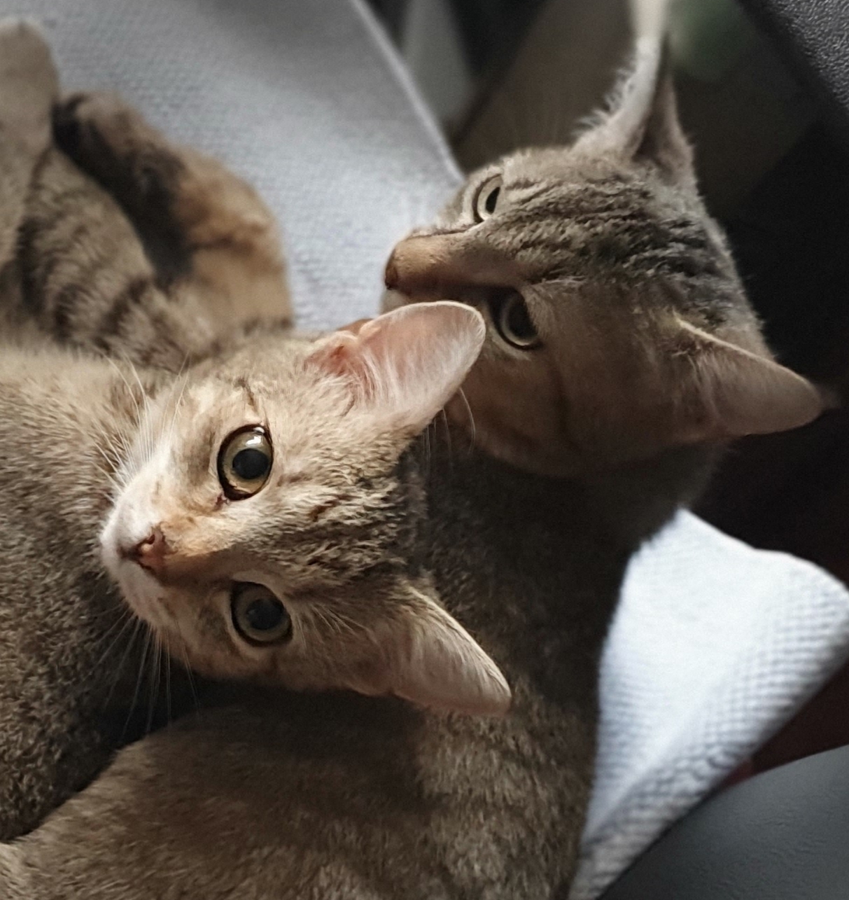 Neues Zuhause – Toni und Cheryl (jetzt Luzie und Luxi) grüßen herzlich