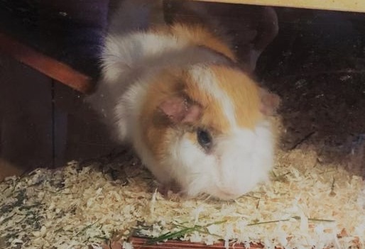 Neues Zuhause – Meerschweinchen Ernie grüßt nach dem Einzug bei uns