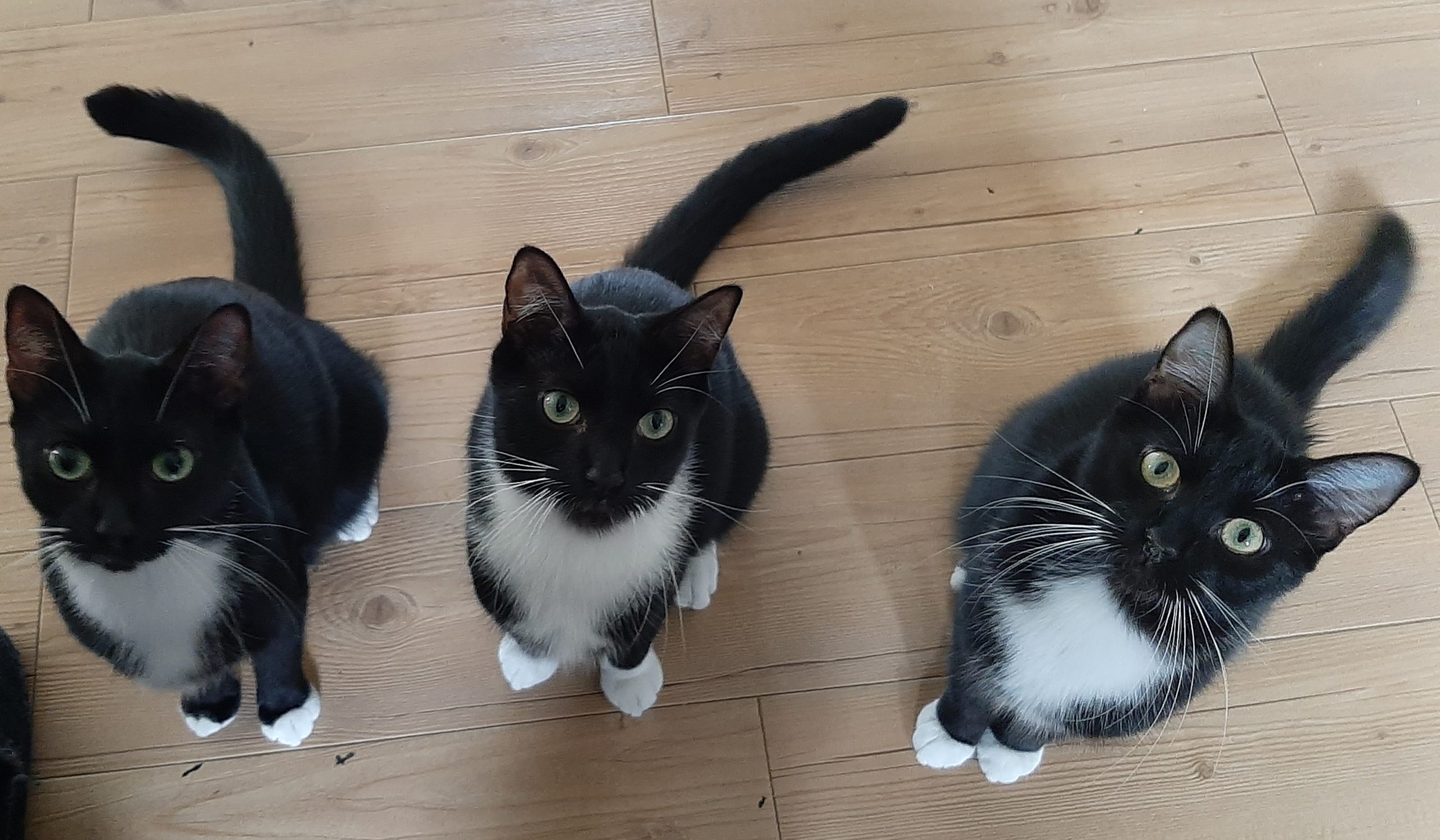 Neues Zuhause –  Kater Lucky, Felix und Neo (bei Euch hießen Sie Beppo, Benno und Bob)