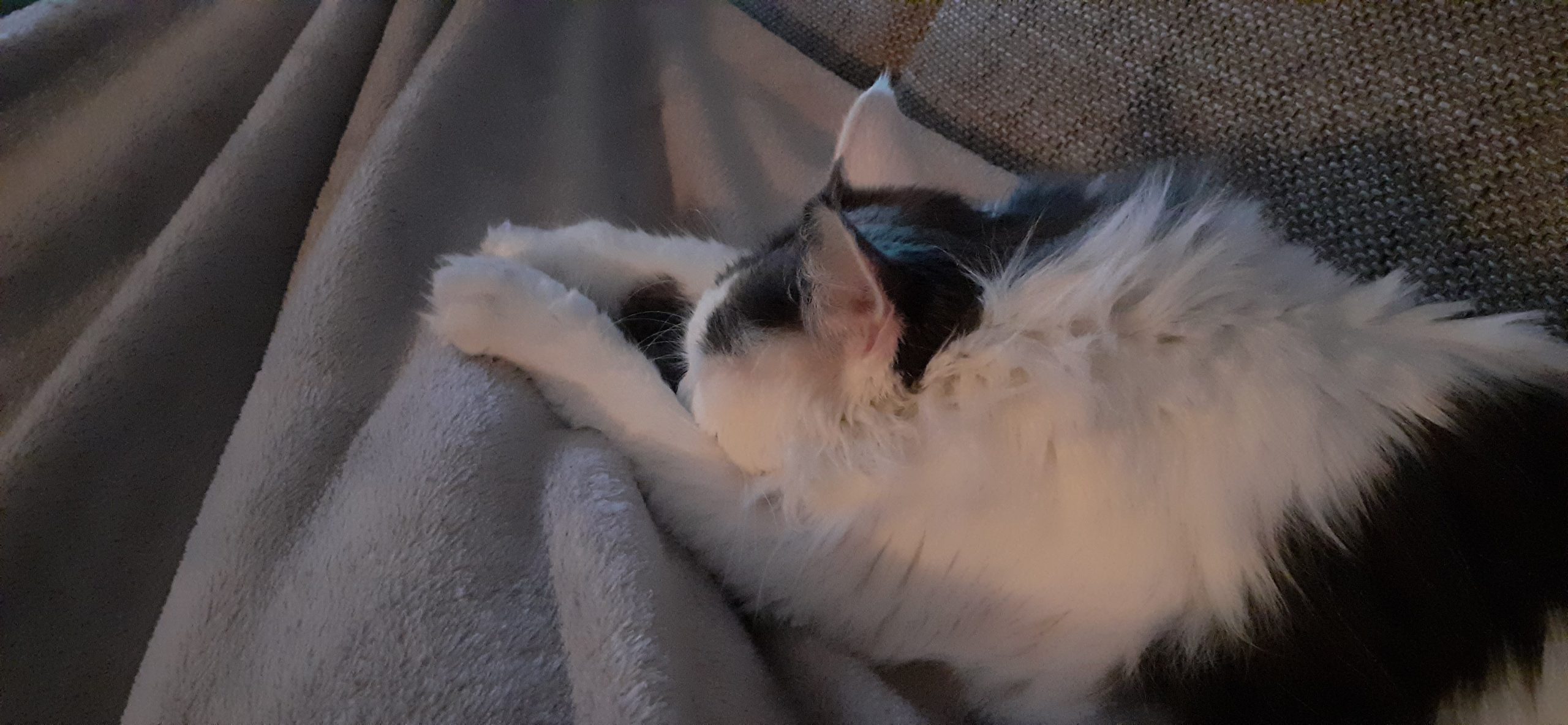 Neues Zuhause – Katze Pitta grüßt