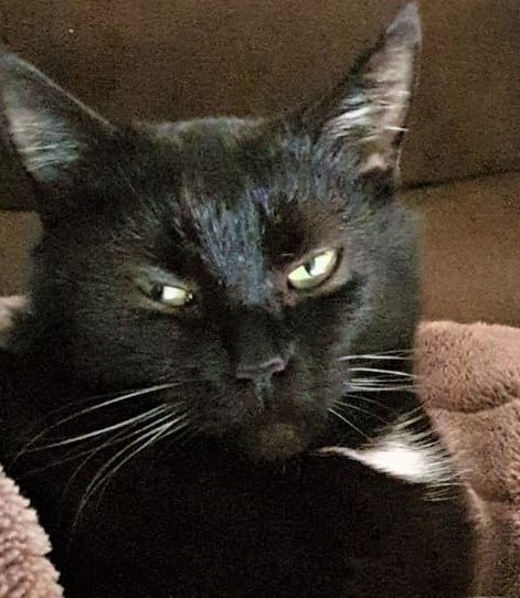 Neues Zuhause – Katze Princess grüßt